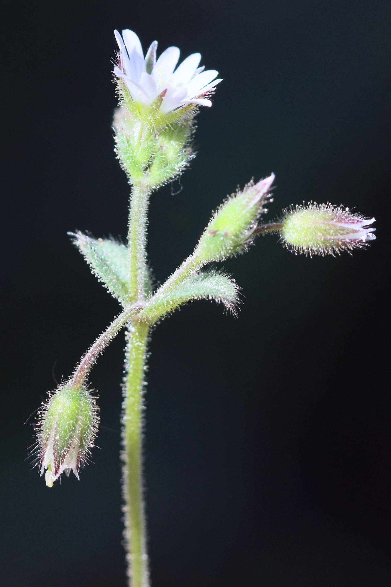 cerastium_pumilum2bd