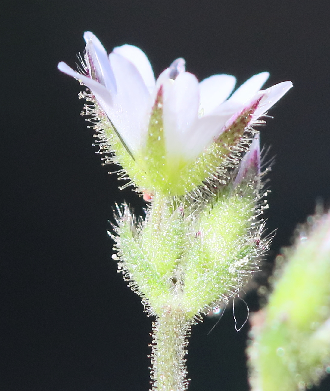 cerastium_pumilum3bd