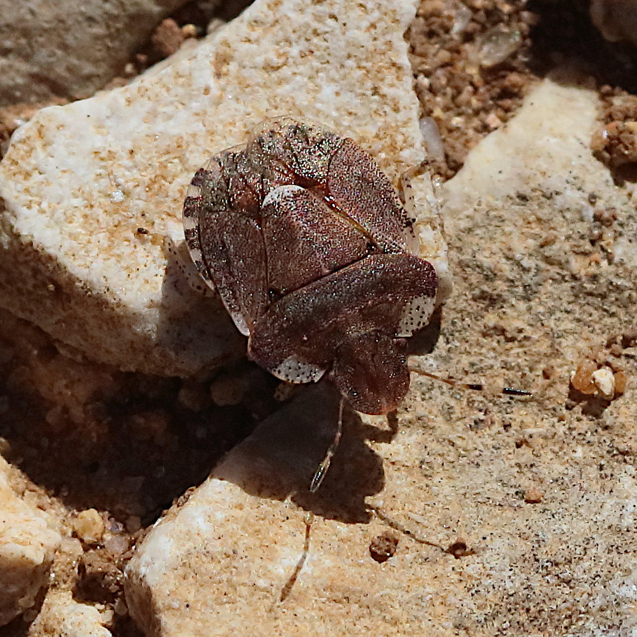 Afficher le média dyroderes_umbraculatus1bd dyroderes_umbraculatus1bd