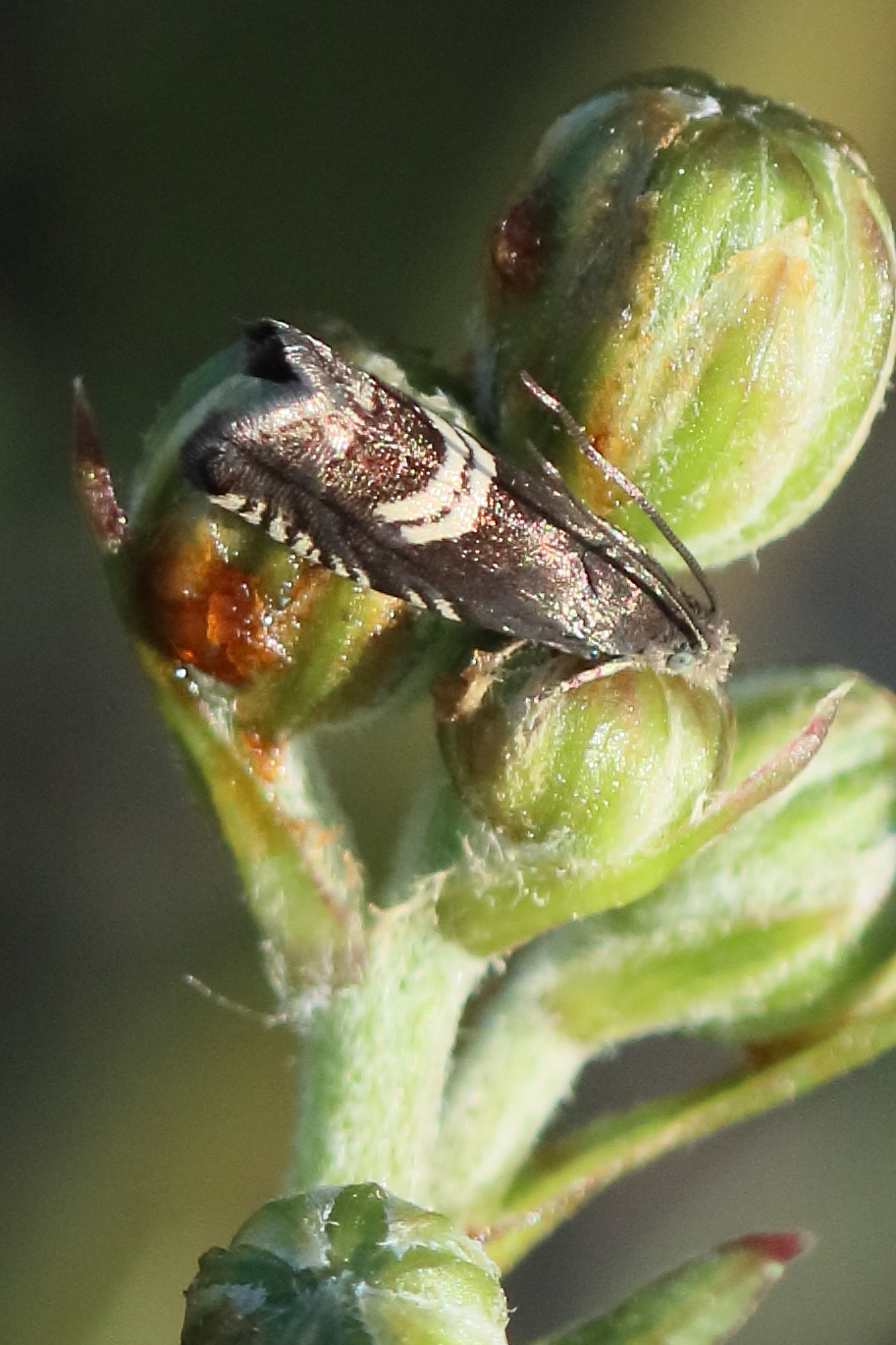 Afficher le média grapholita_coronillana1bd grapholita_coronillana1bd