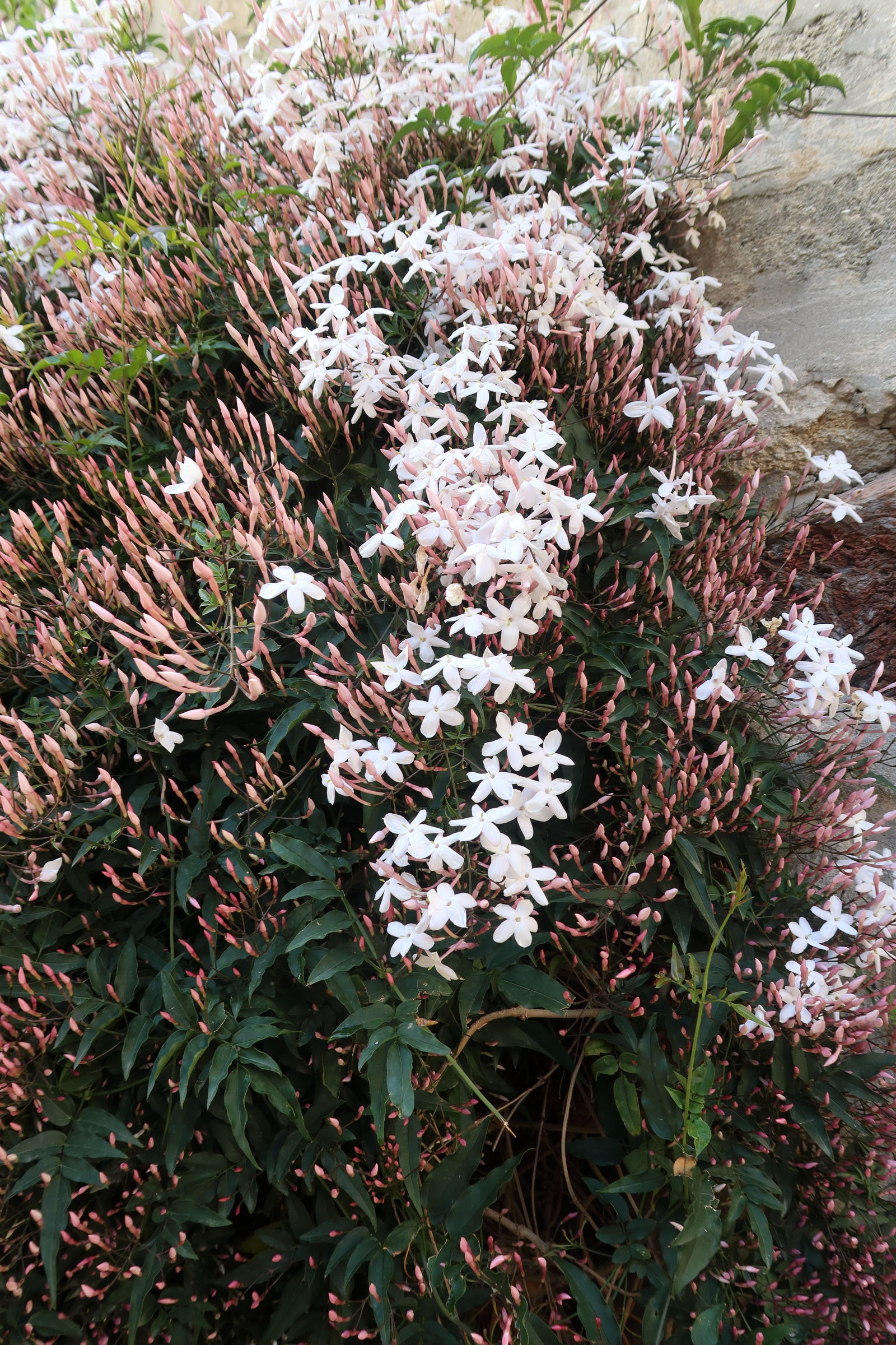 jasminum_polyanthum1md