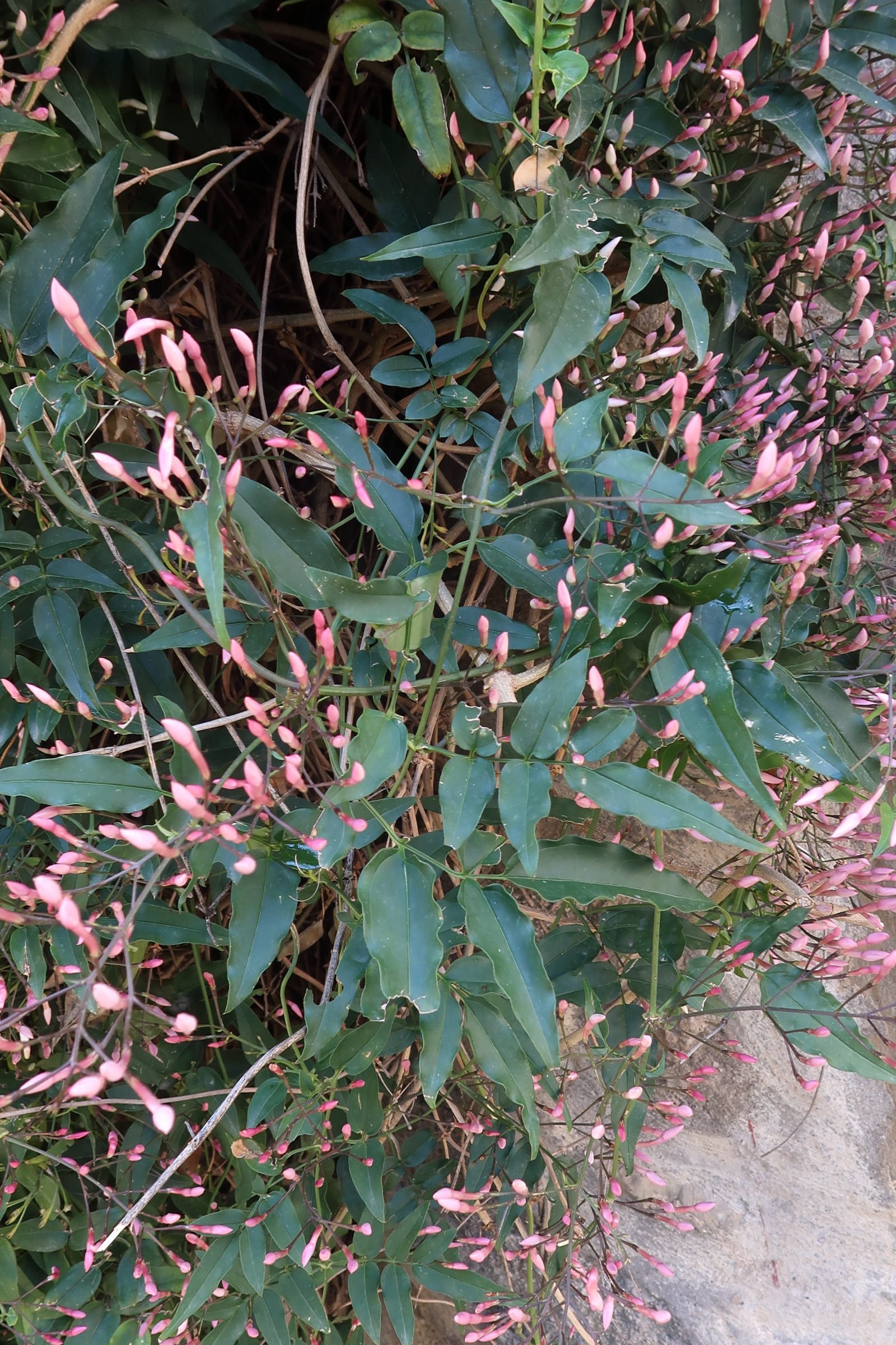 jasminum_polyanthum2md