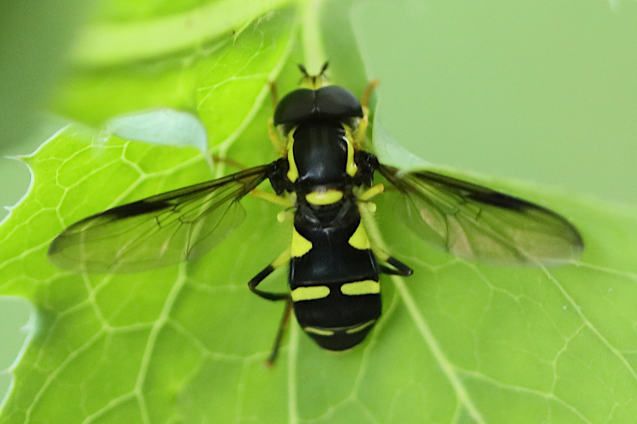 xanthogramma_dives3bd