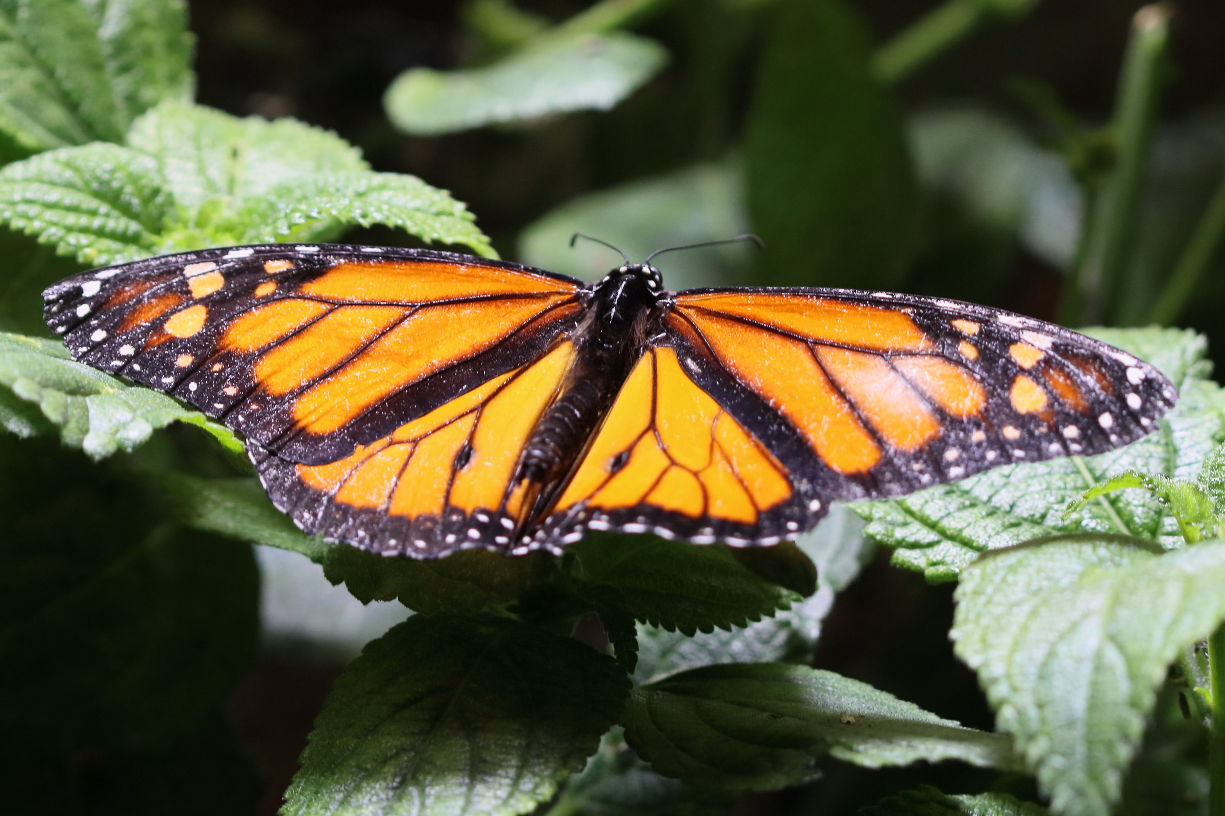 danaus_plexippus7bd