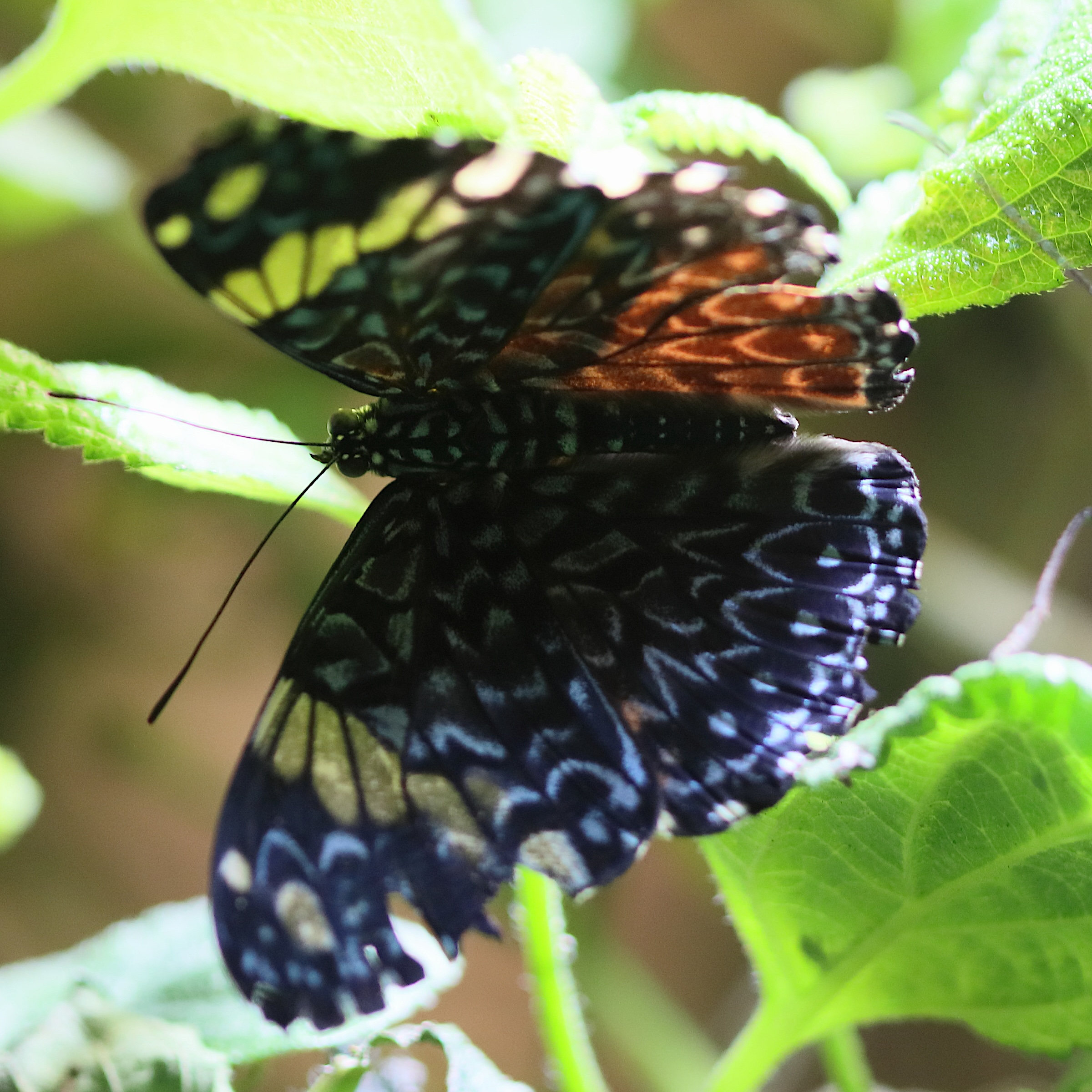 hamadryas_amphinome3bd