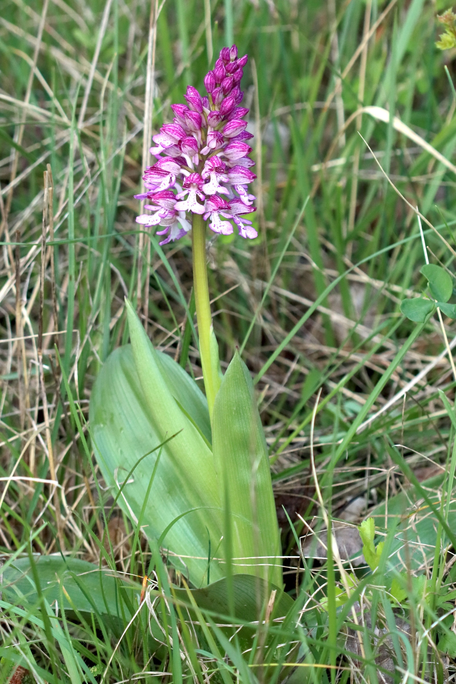 Afficher le média orchis_x_hybrida1bd orchis_x_hybrida1bd
