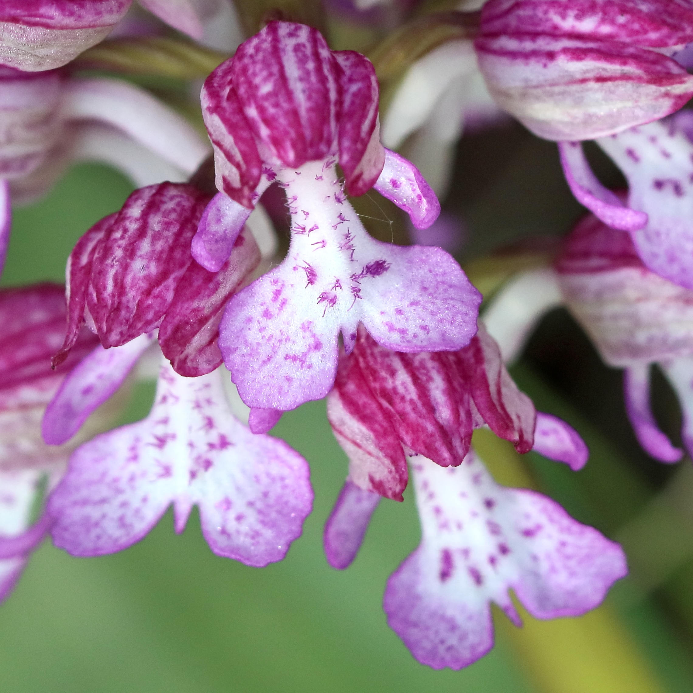Afficher le média orchis_x_hybrida3bd orchis_x_hybrida3bd