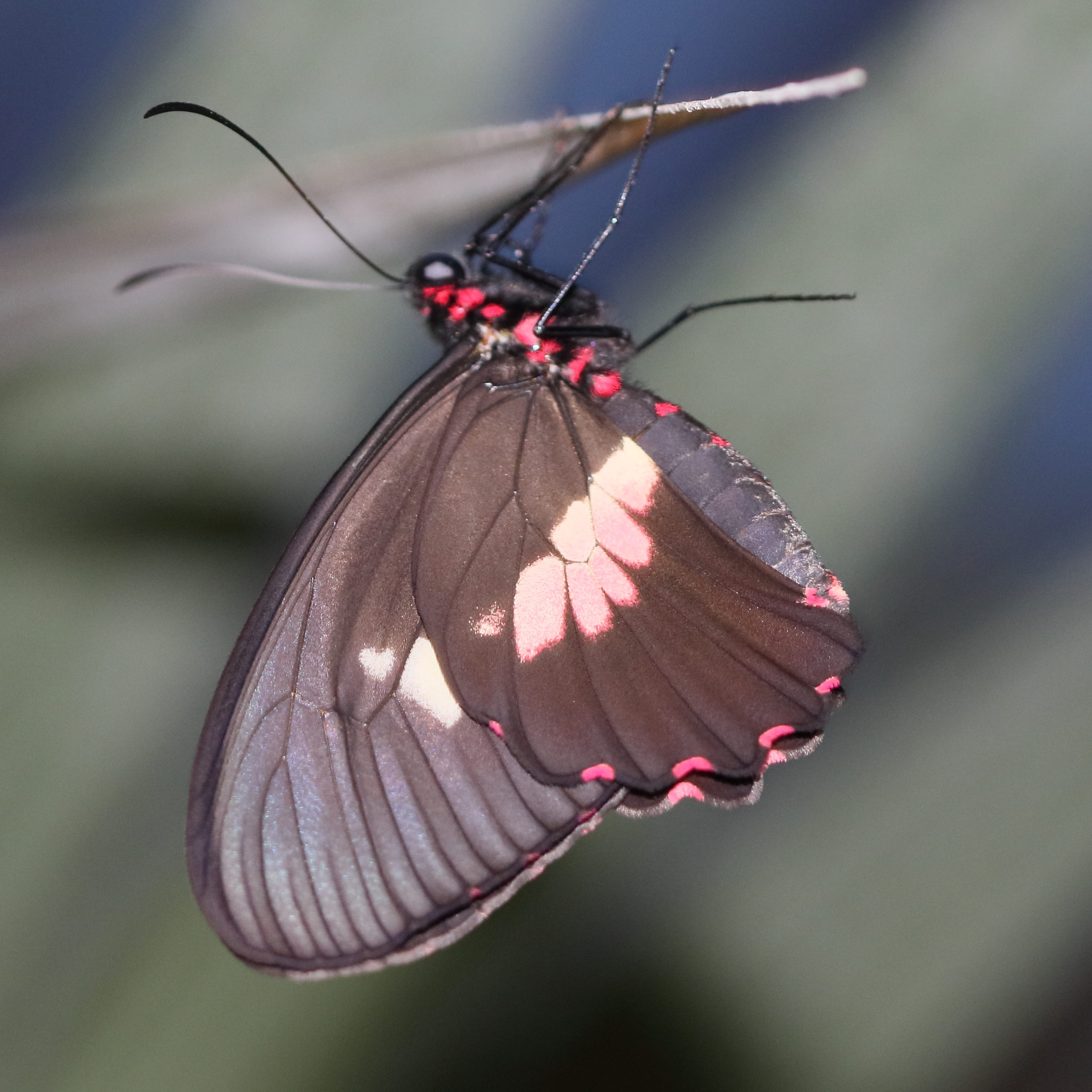 Afficher le média papilio_anchisiades4bd papilio_anchisiades4bd