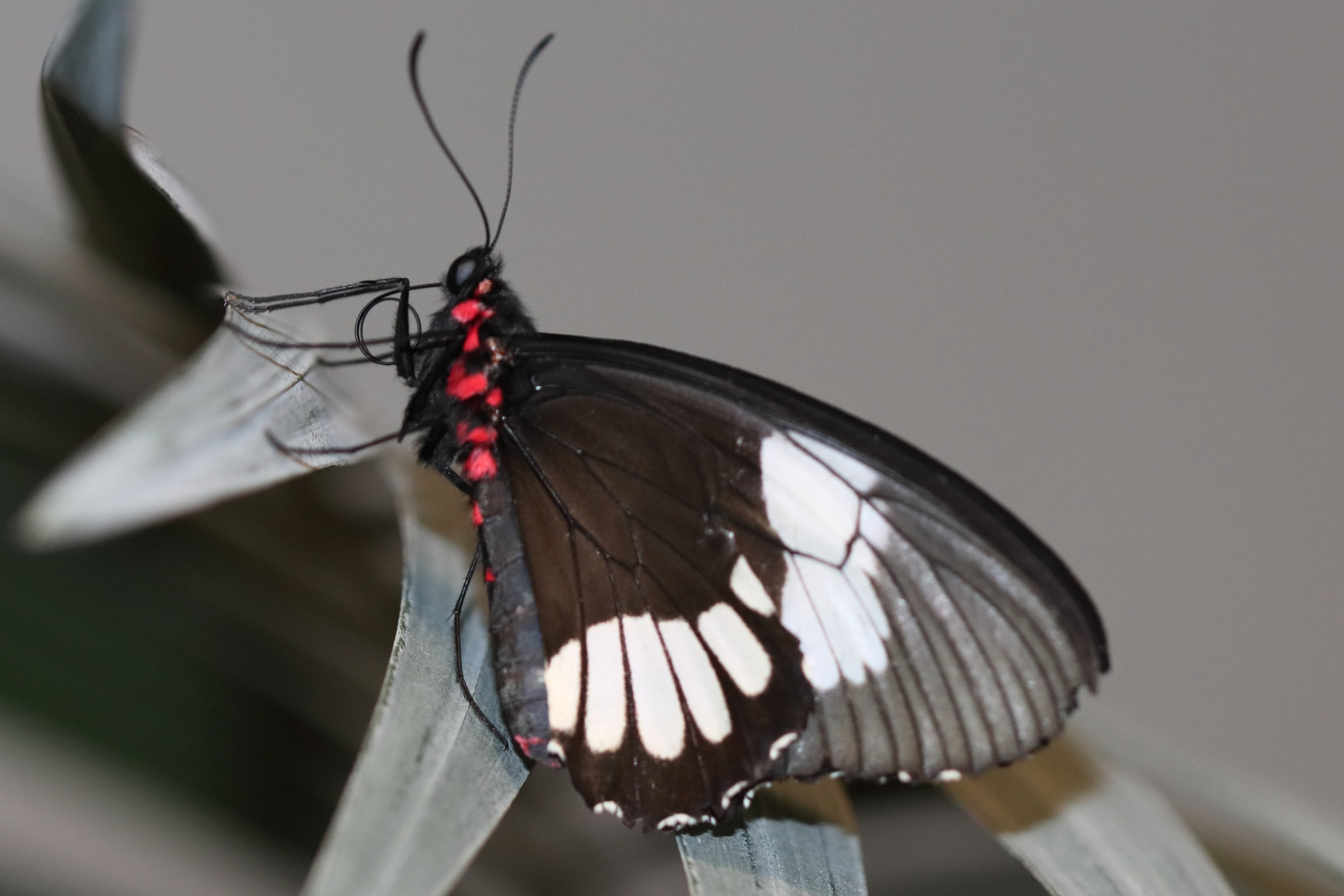 parides_eurimedes1bd