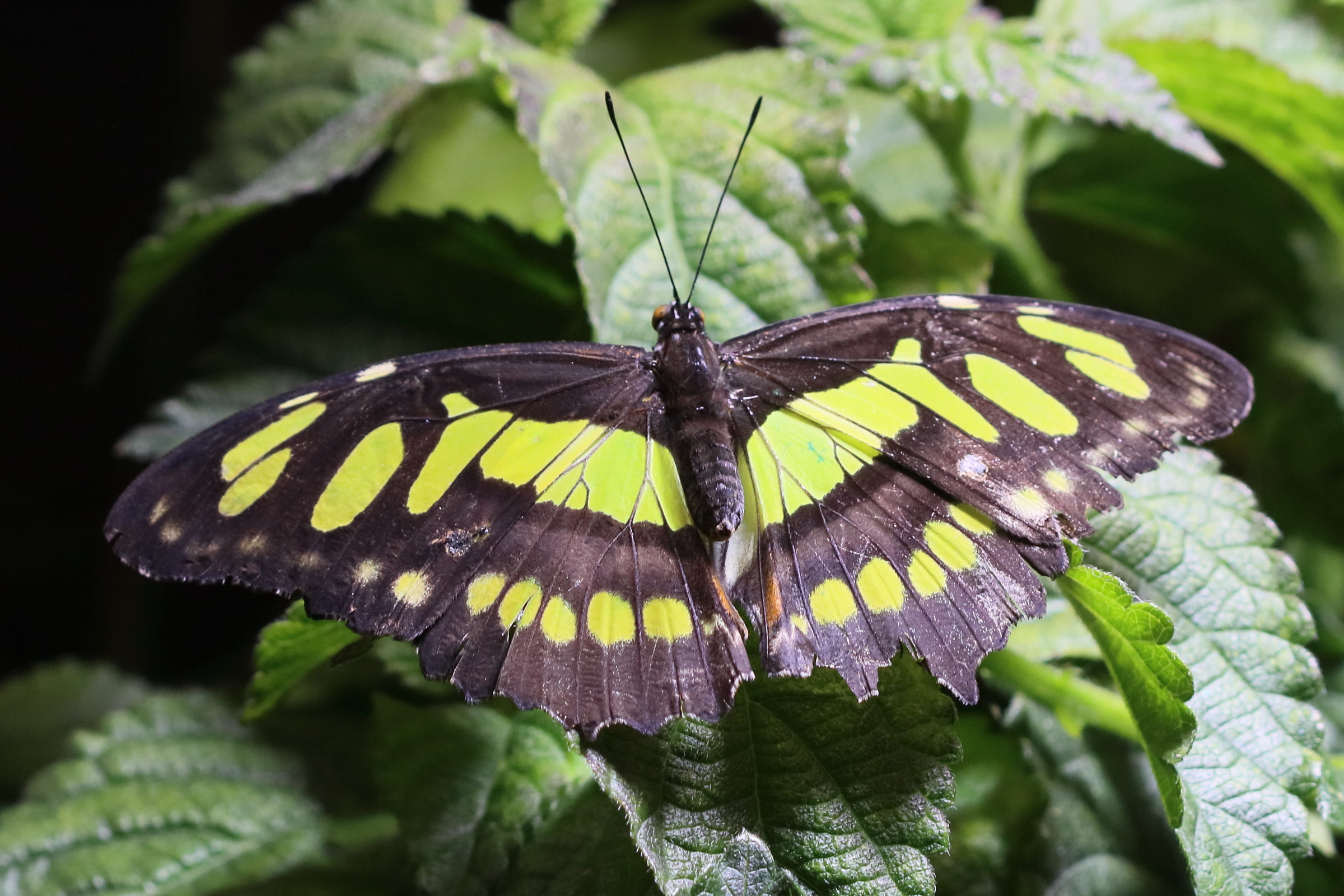 siproeta_steneles6bd