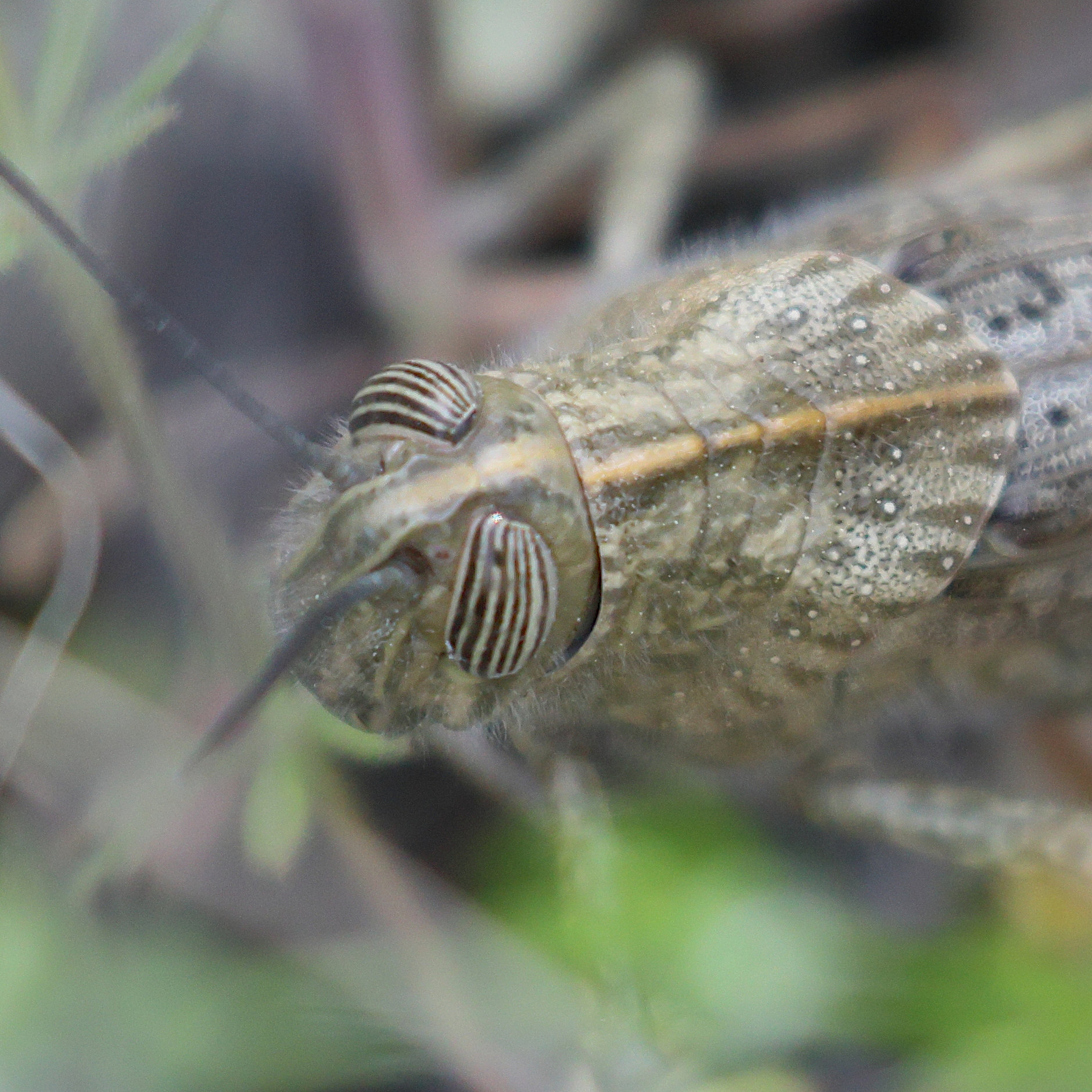 anacridium_aegyptium7bd