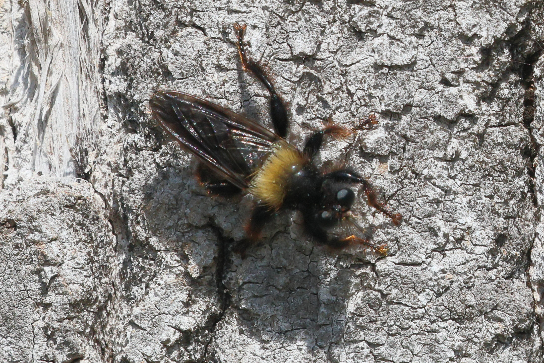 laphria_flava1bd