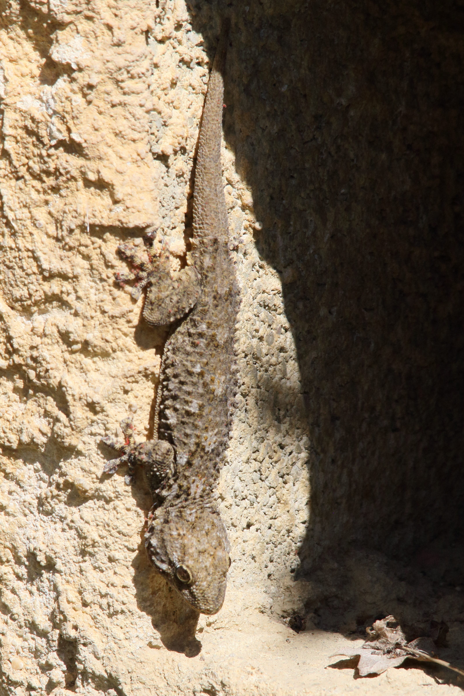 tarentola_mauritanica3md