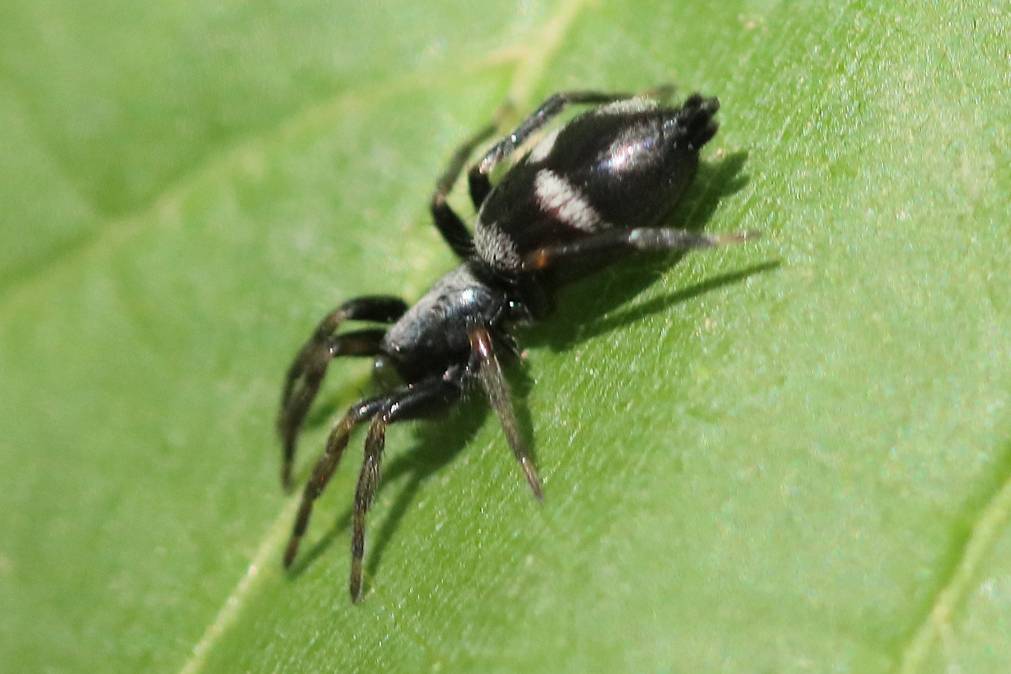 aphantaulax_cincta2bd