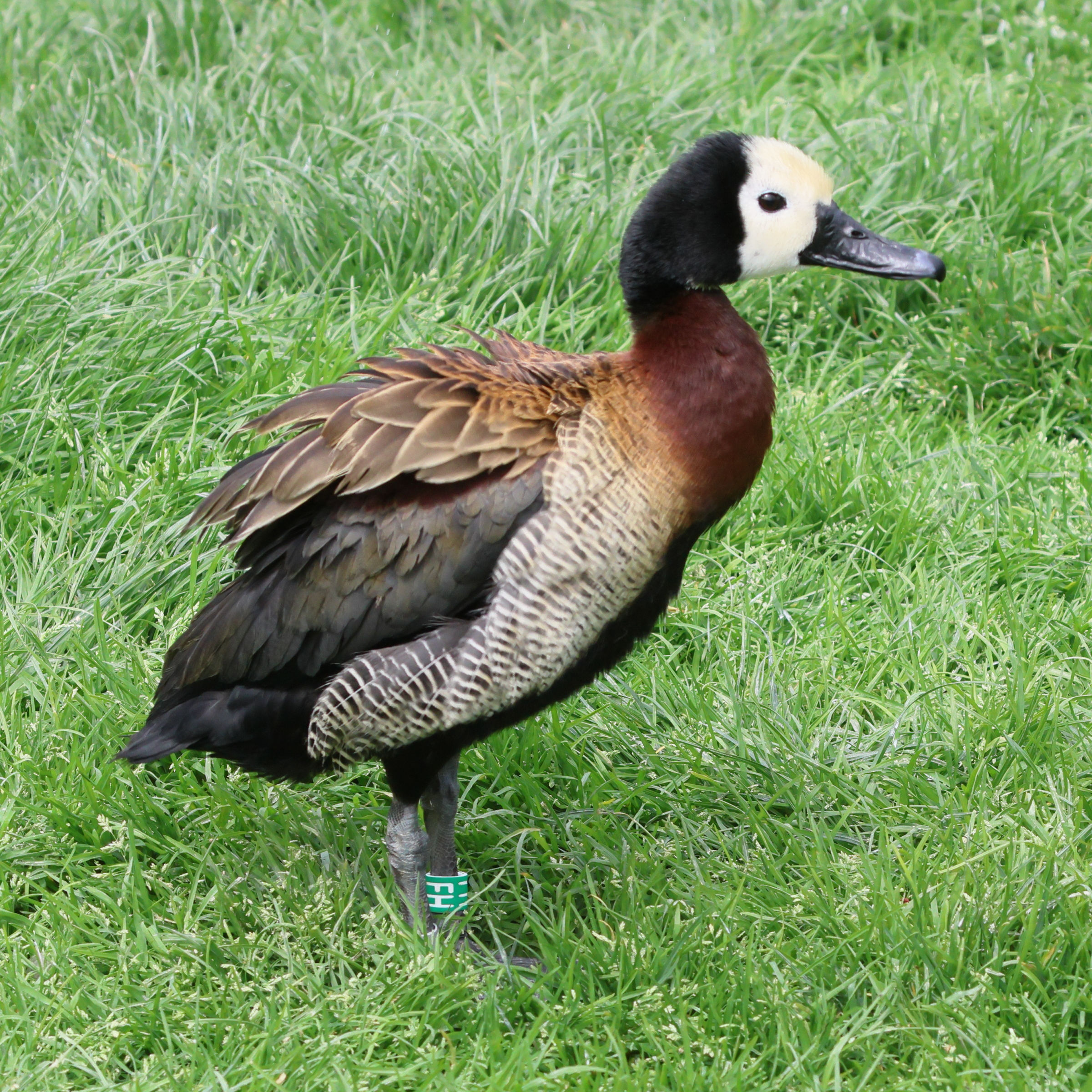 dendrocygne_veuf_-_dendrocygna_viduata1bd