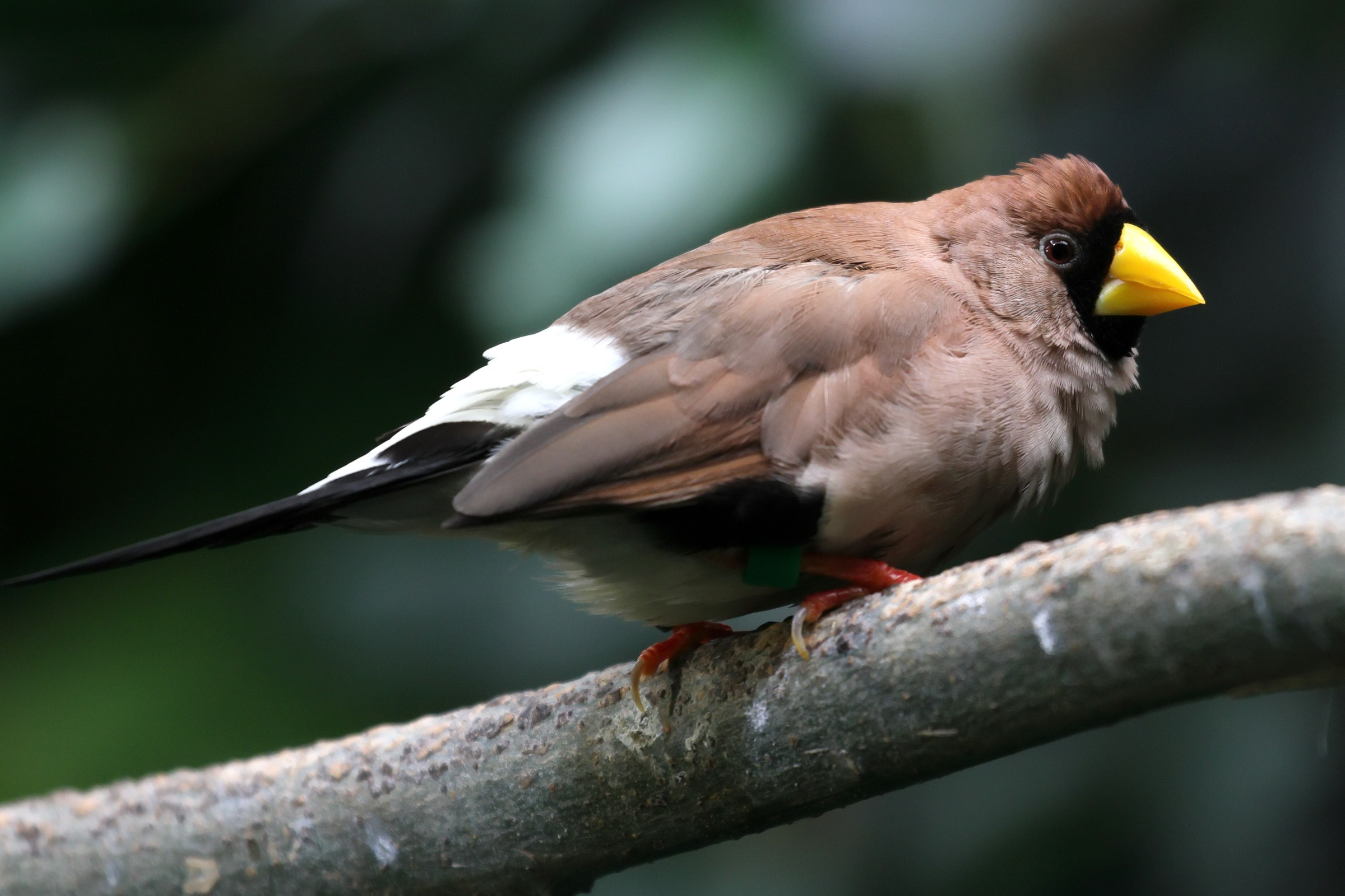 diamant_masque_-_poephila_personata2bd