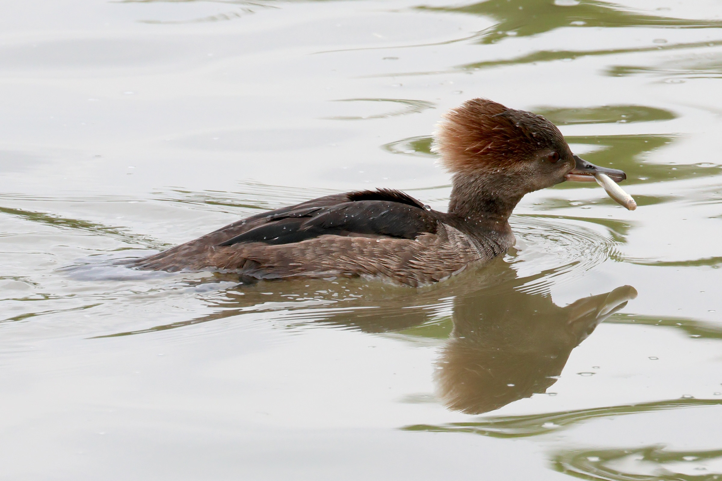 harle_couronne_-_lophodytes_cucullatus7bd