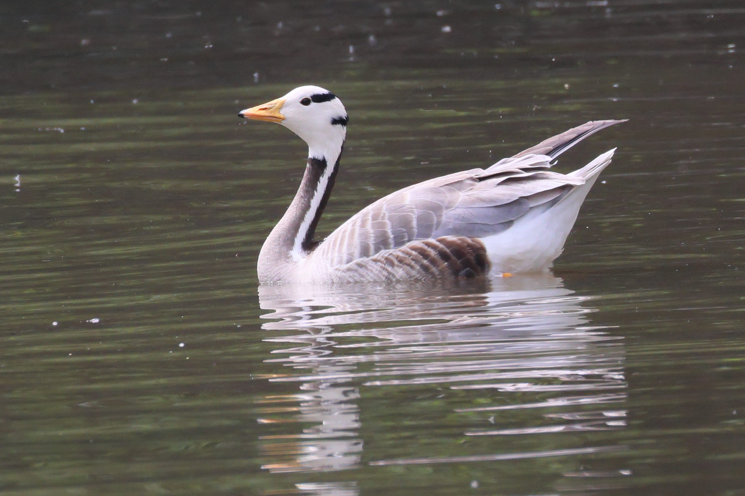 oie_a_tete_barree_-_anser_indicus4bd