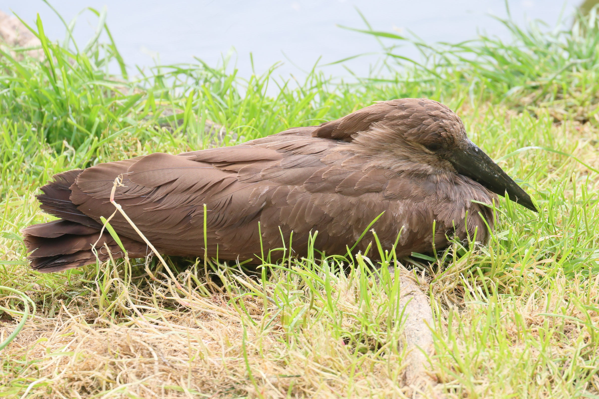 ombrette_-_scopus_umbretta5bd