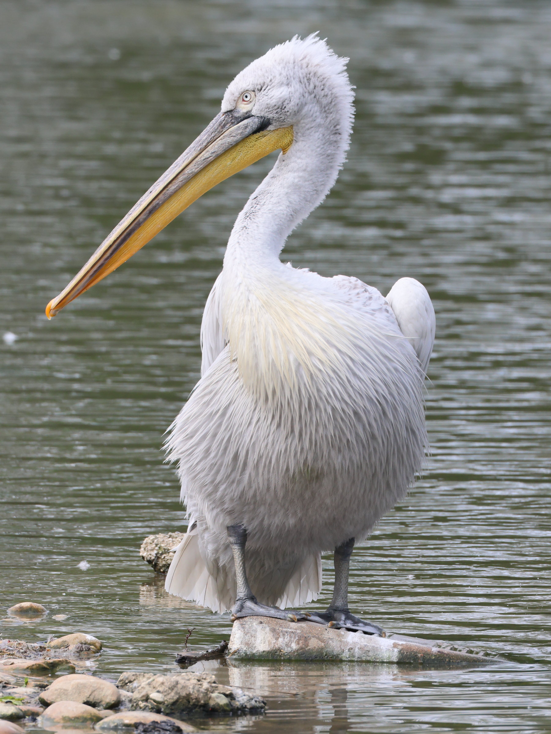 pelican_frise_-_pelecanus_crispus2bd