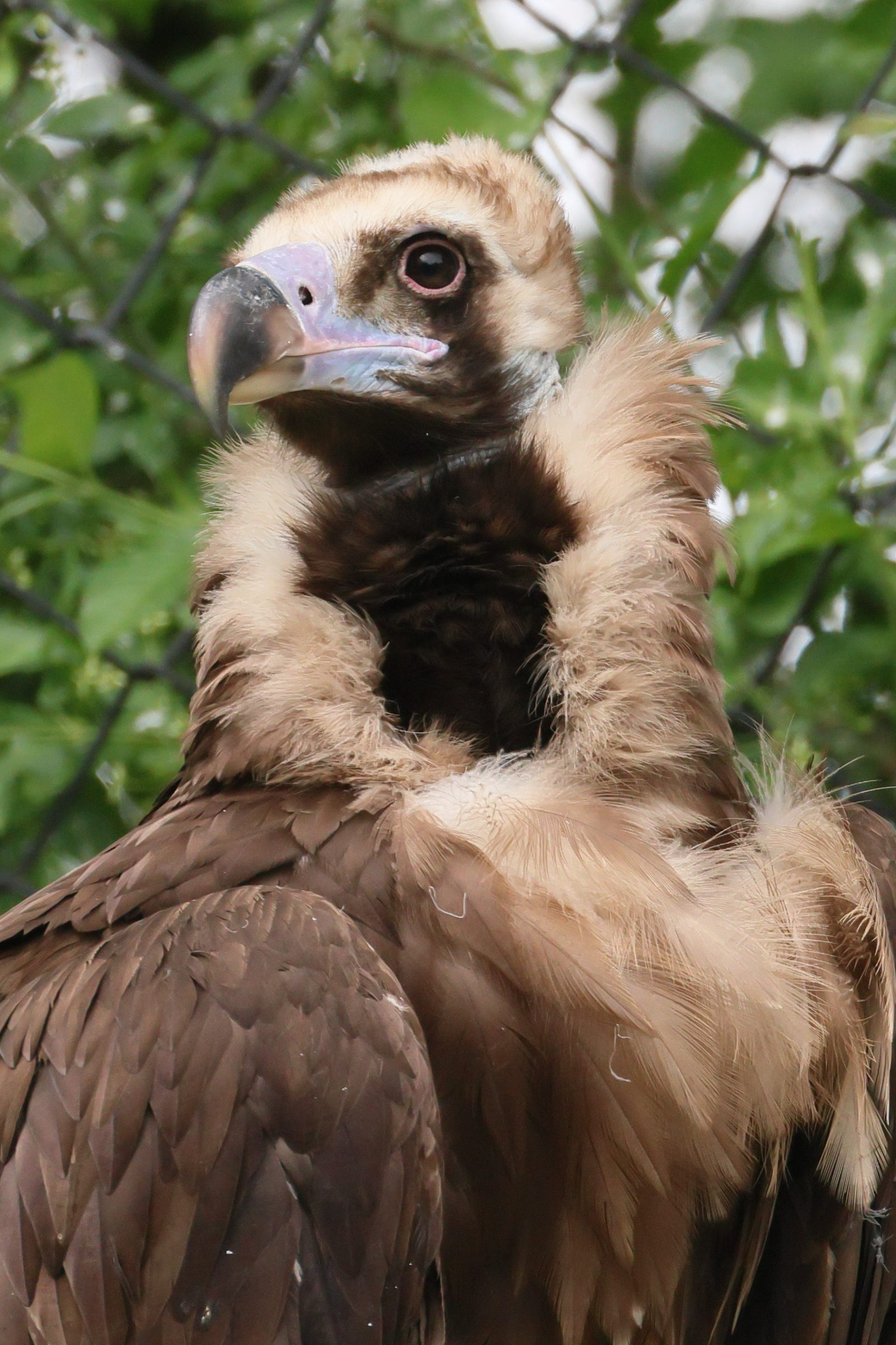 vautour_moine_-_aegypius_monachus5bd