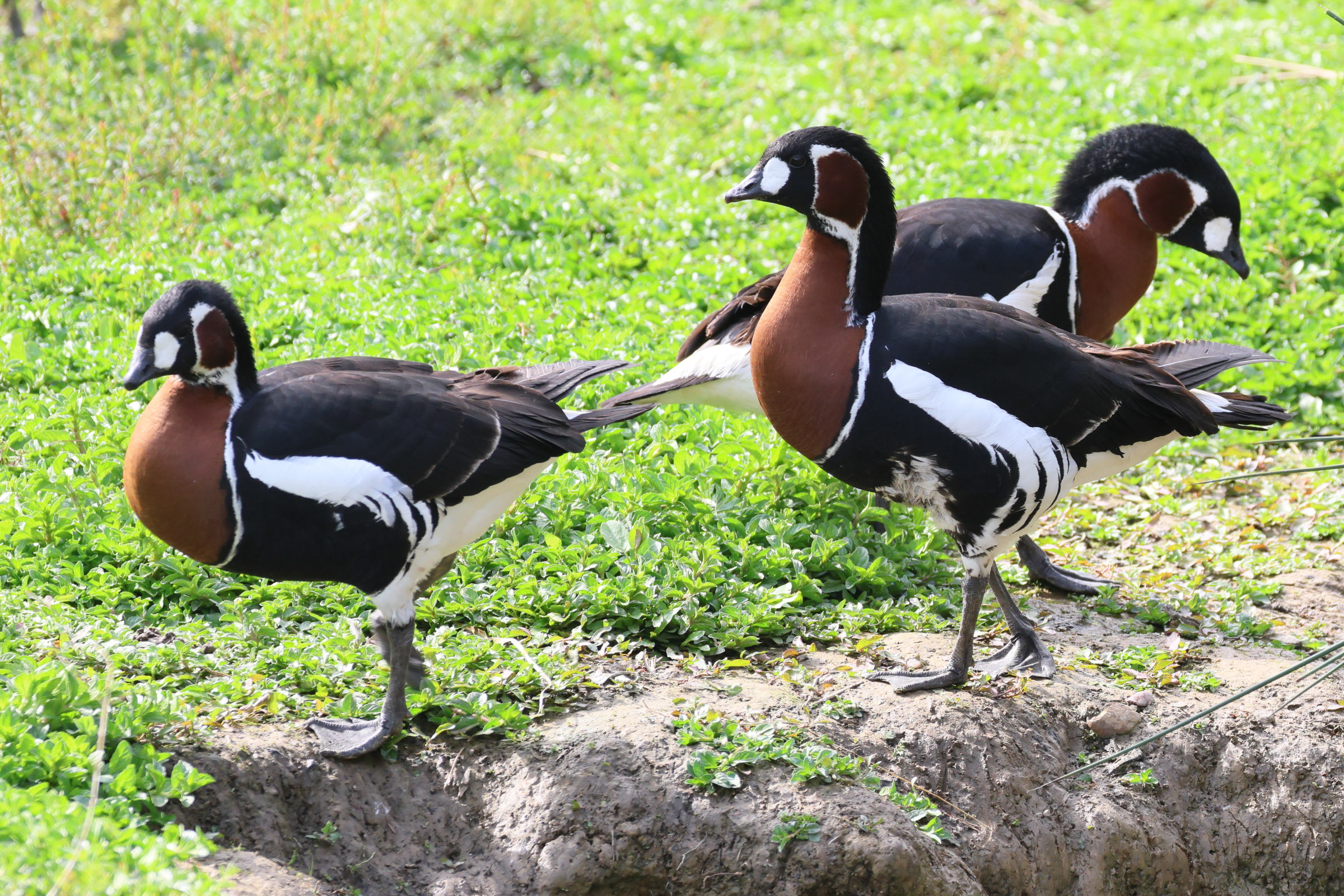 bernache_a_cou_roux_-_branta_ruficollis5bd
