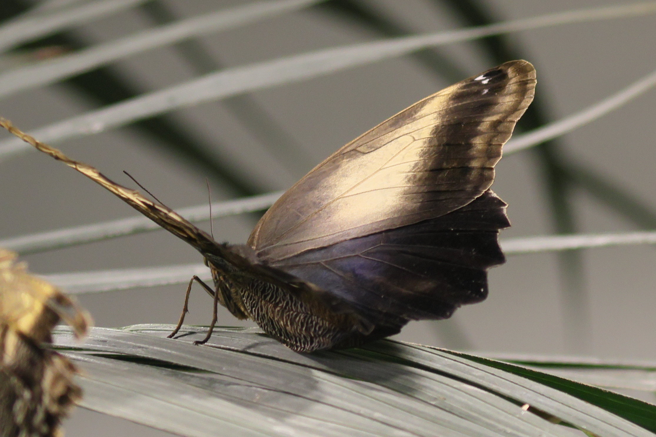 caligo_eurilochus3bd