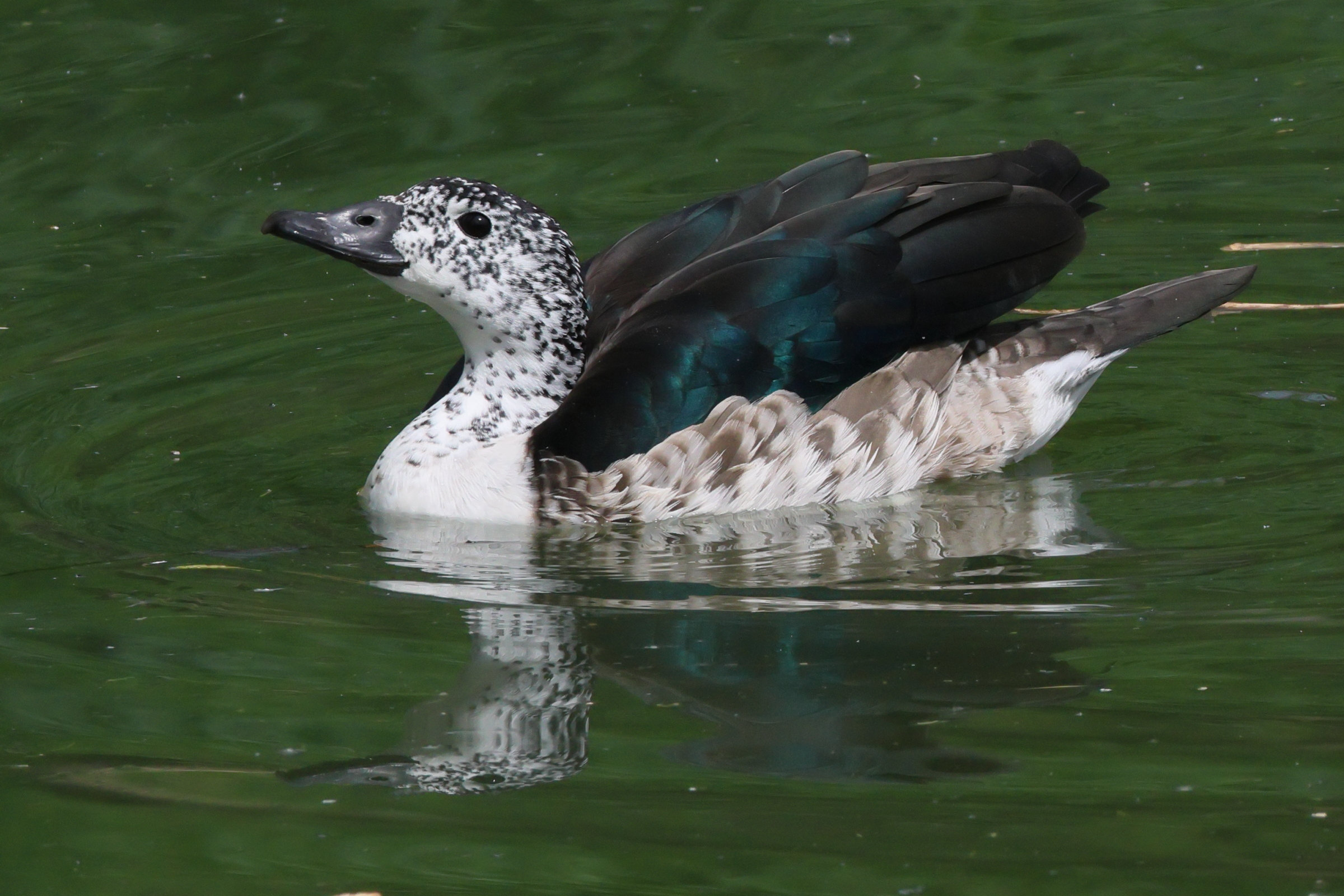 Afficher le média canard_a_bosse_-_sarkidiornis_melanotos3bd canard_a_bosse_-_sarkidiornis_melanotos3bd