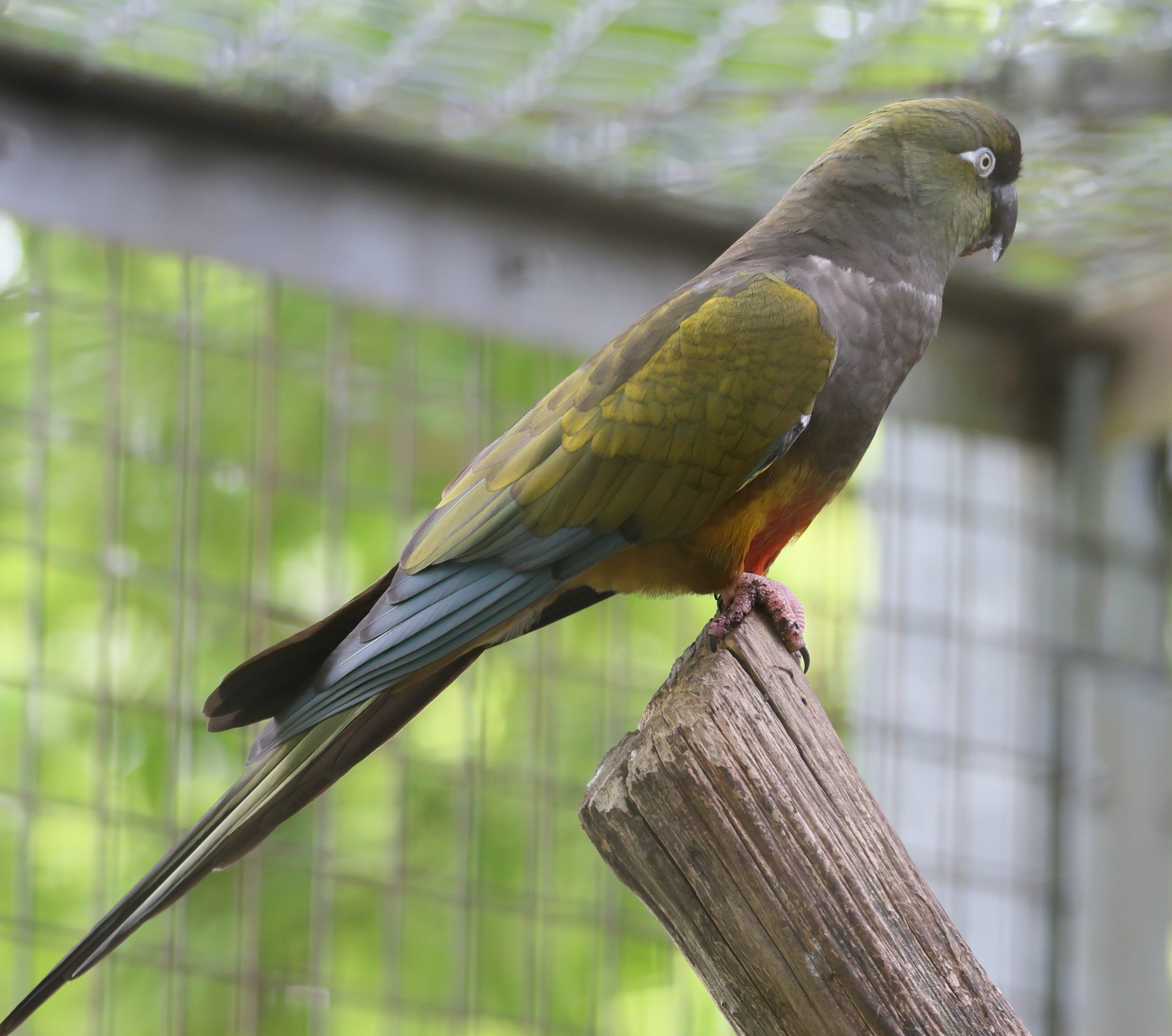 conure_de_patagonie_-_cyanoliseus_patagonius3bd