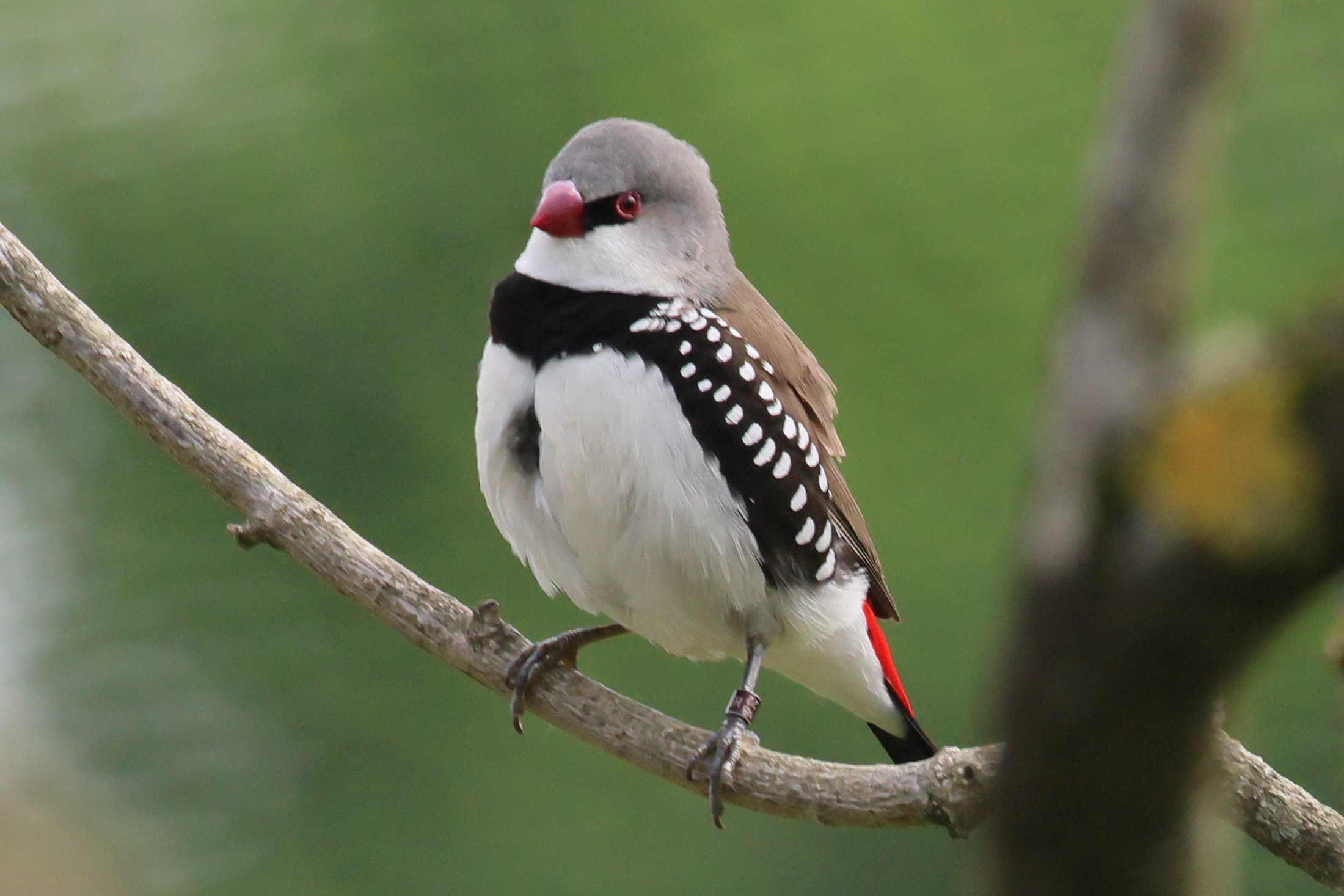 Afficher le média diamant_a_gouttelettes_-_stagonopleura_guttata1bd diamant_a_gouttelettes_-_stagonopleura_guttata1bd