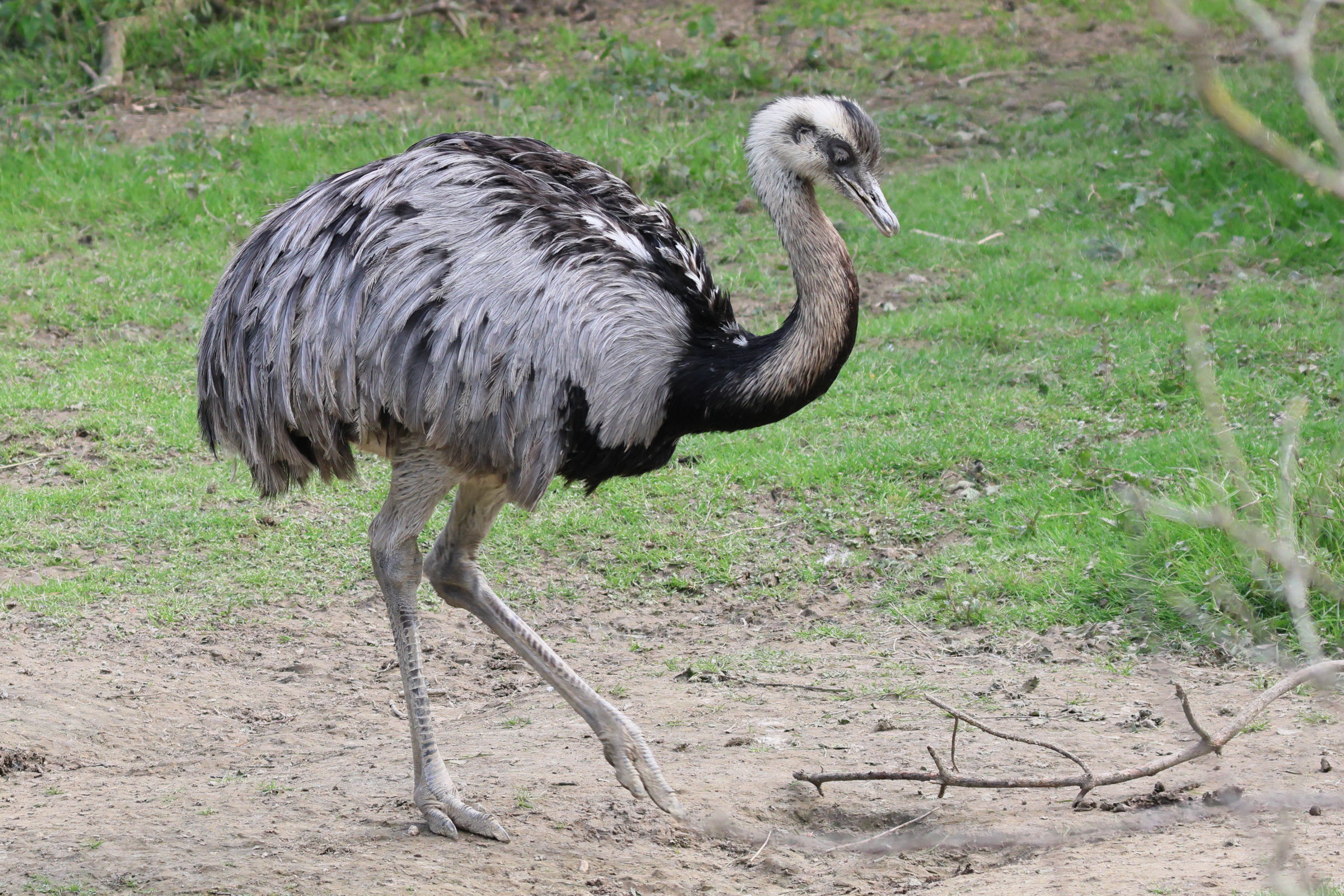 emeu_-_dromaius_novaehollandiae3bd