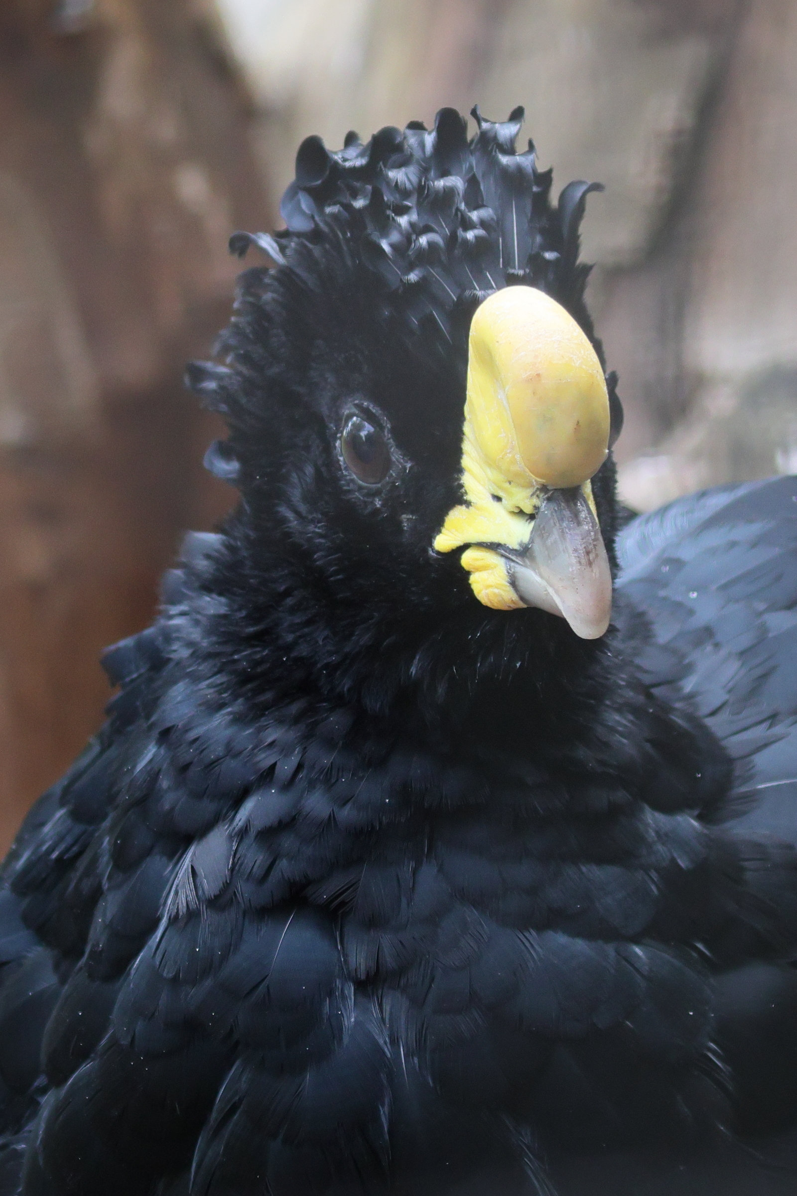 grand_hocco_-_crax_rubra2bd