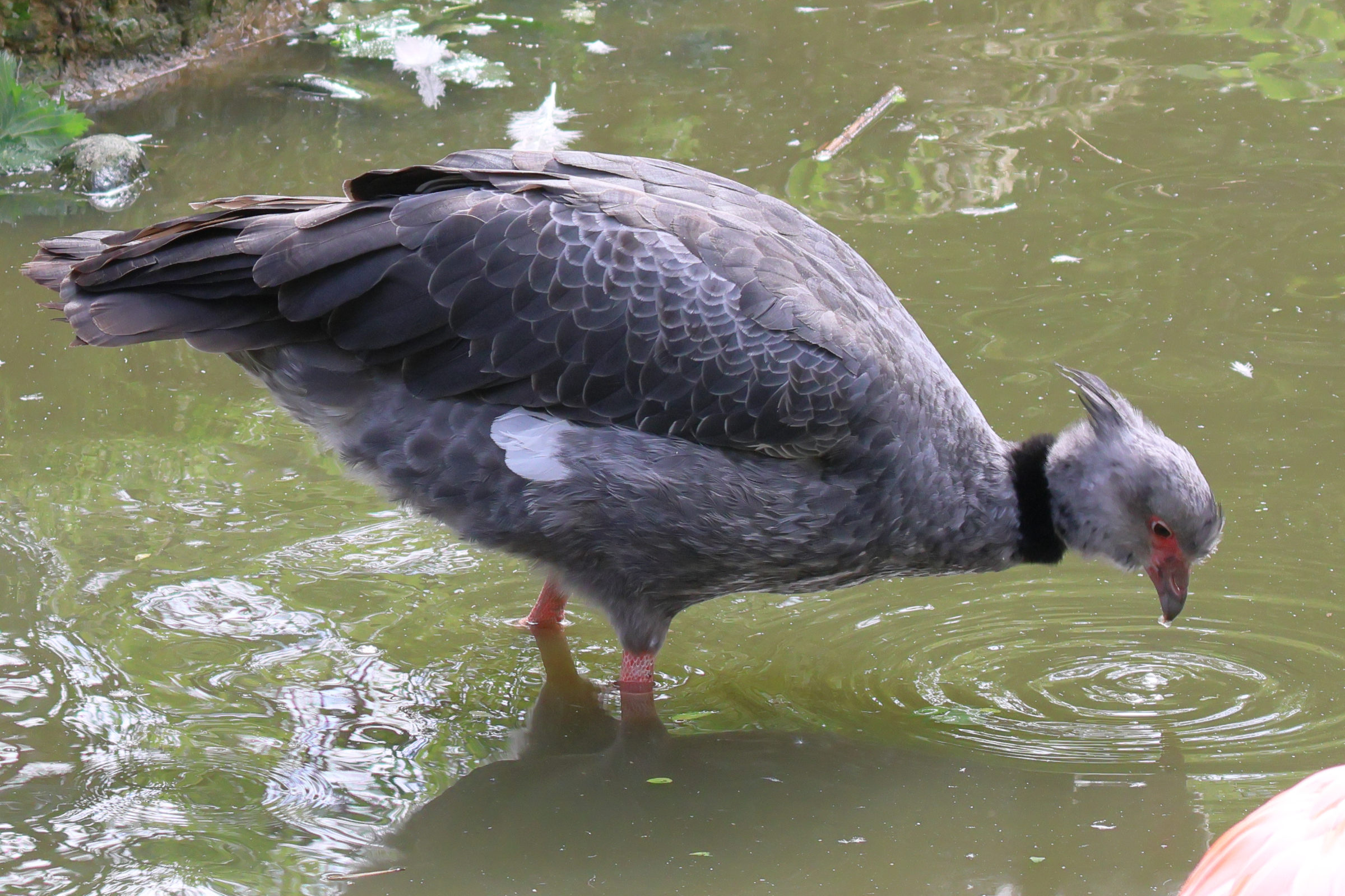 kamichi_a_collier_-_chauna_torquata3bd