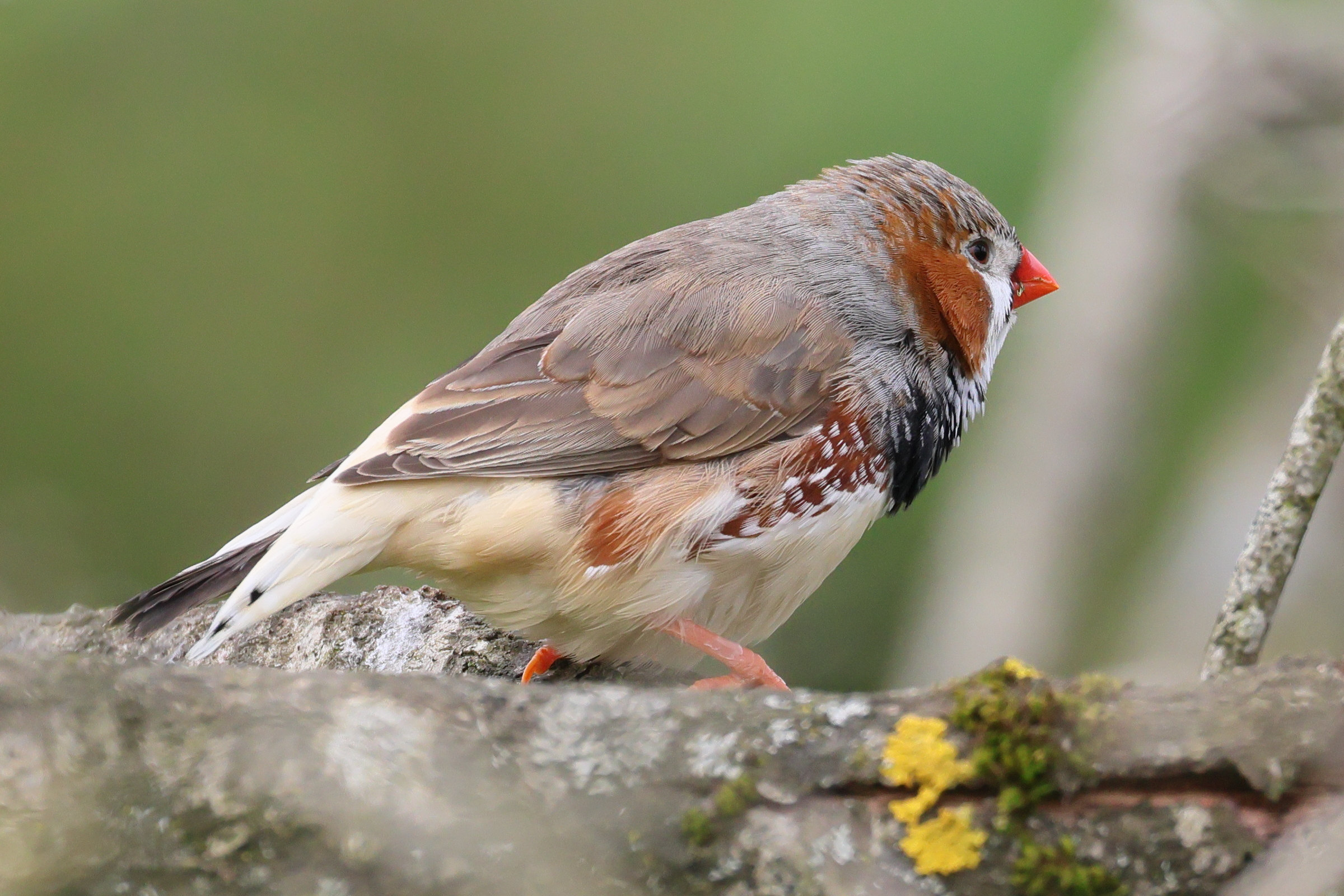 mandarin_d_australie_-_taeniopygia_castanotis5bd