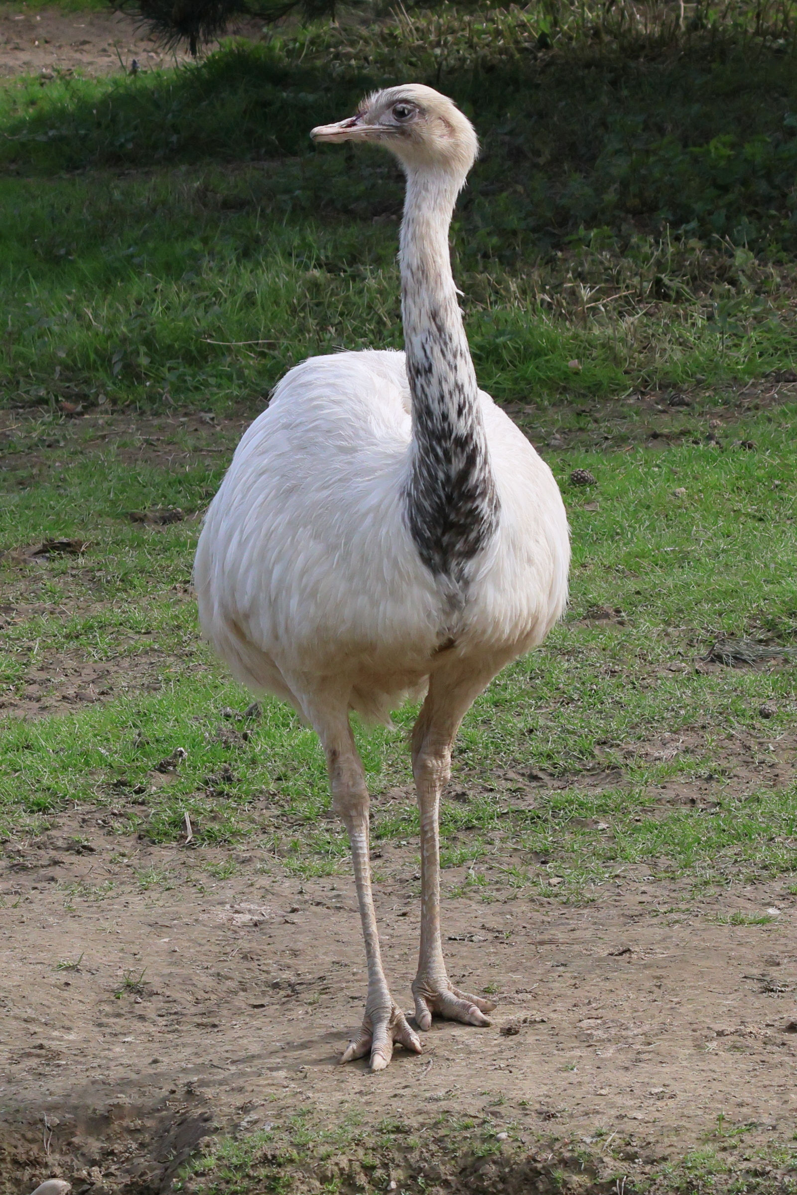 nandou_gris_-_rhea_americana6bd