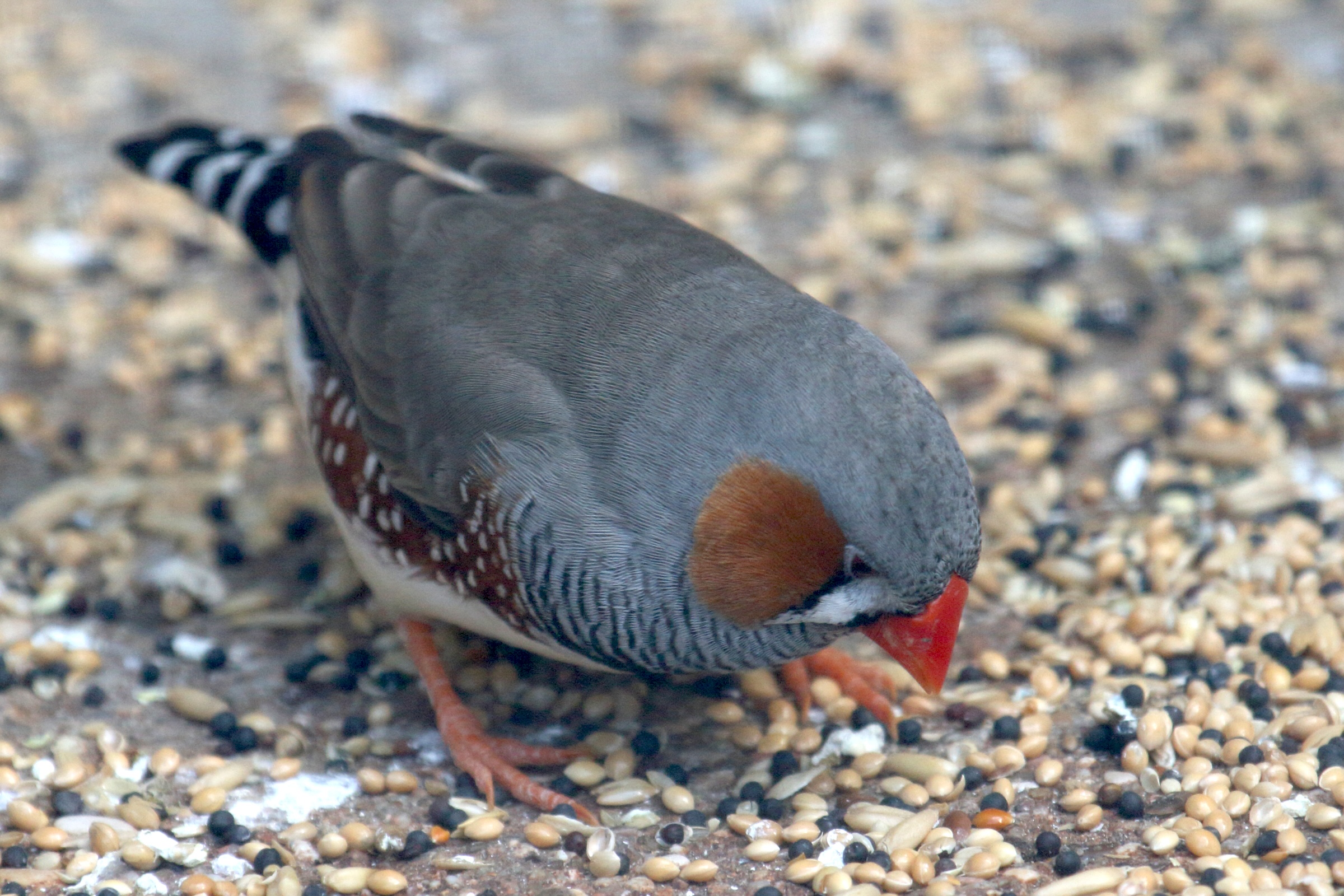 mandarin_d-australie_-_taeniopygia_castanotis1bd