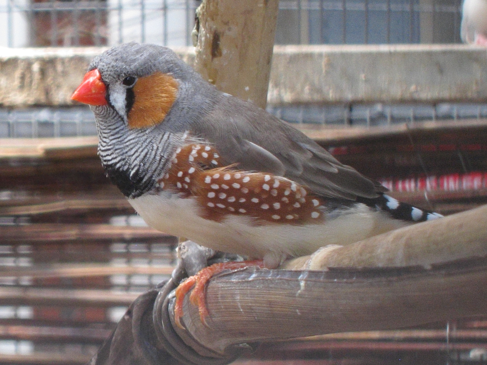 mandarin_d-australie_-_taeniopygia_castanotis2bd