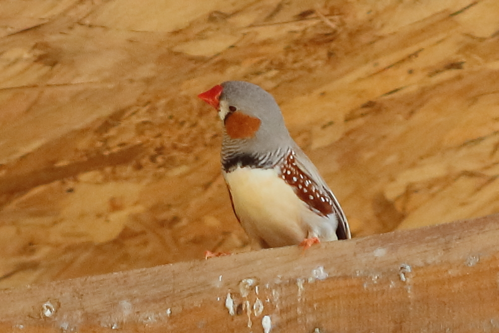 mandarin_d-australie_-_taeniopygia_castanotis3bd