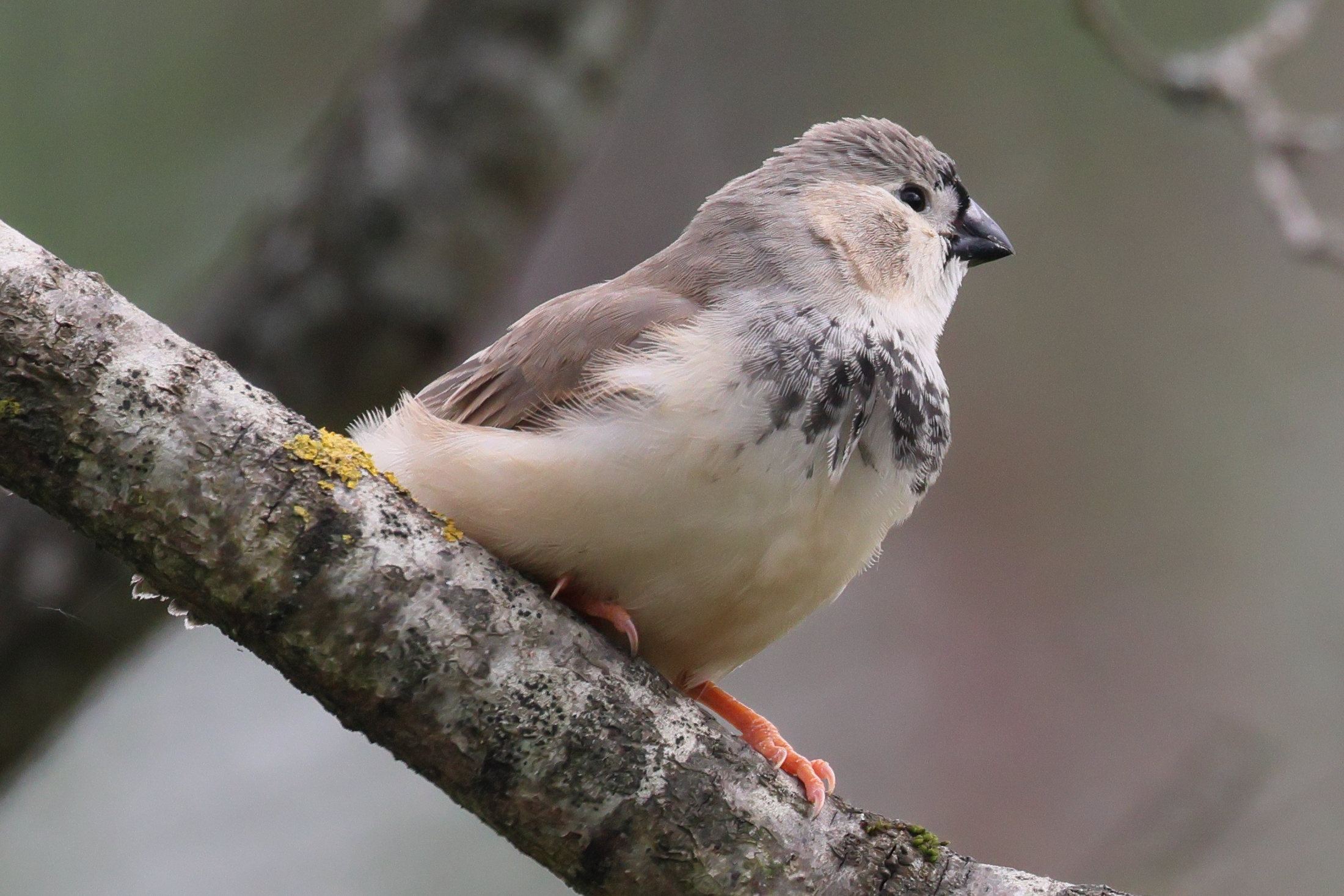 mandarin_d-australie_-_taeniopygia_castanotis4bd