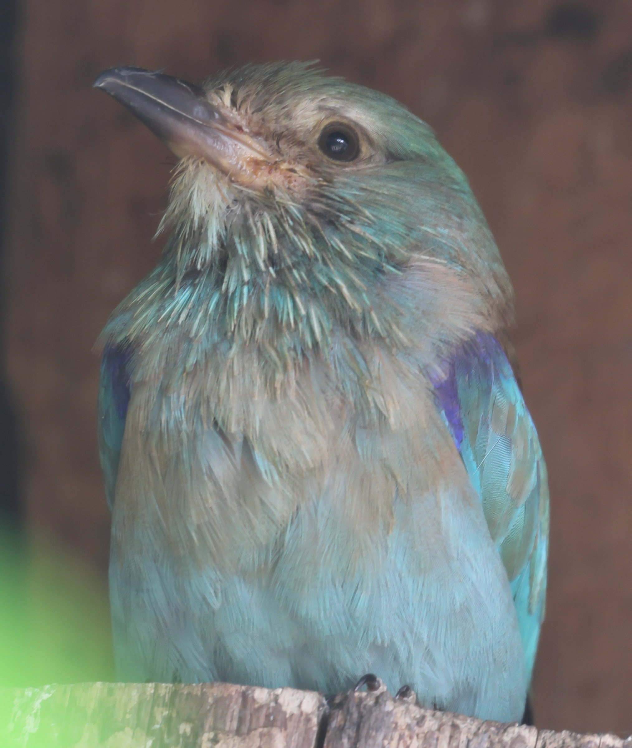 rollier_d-europe_-_coracias_garrulus1bd