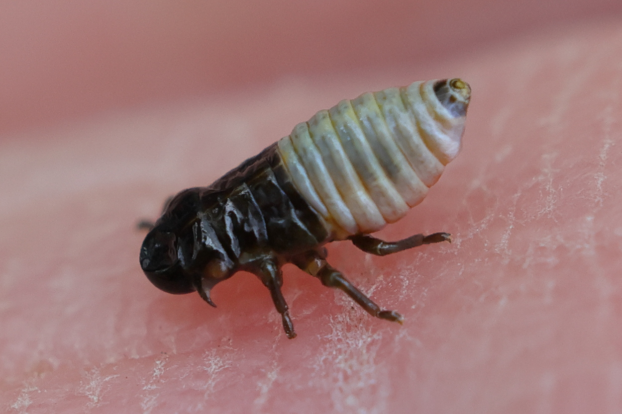 aphrophora_salicina_larv1md