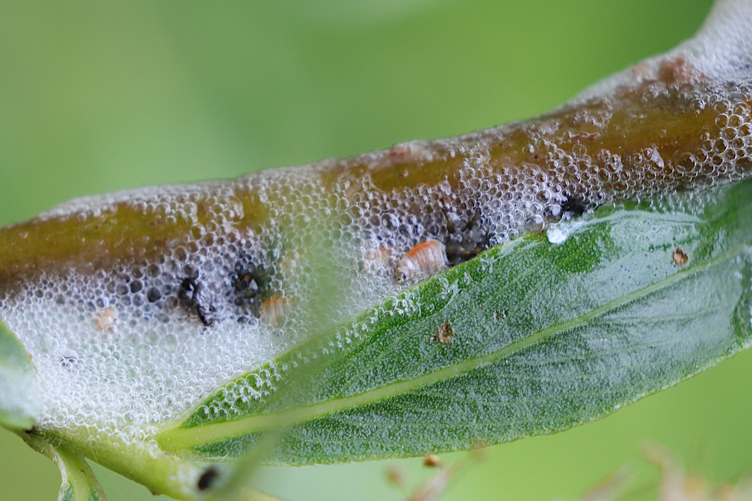 aphrophora_salicina_larv2md