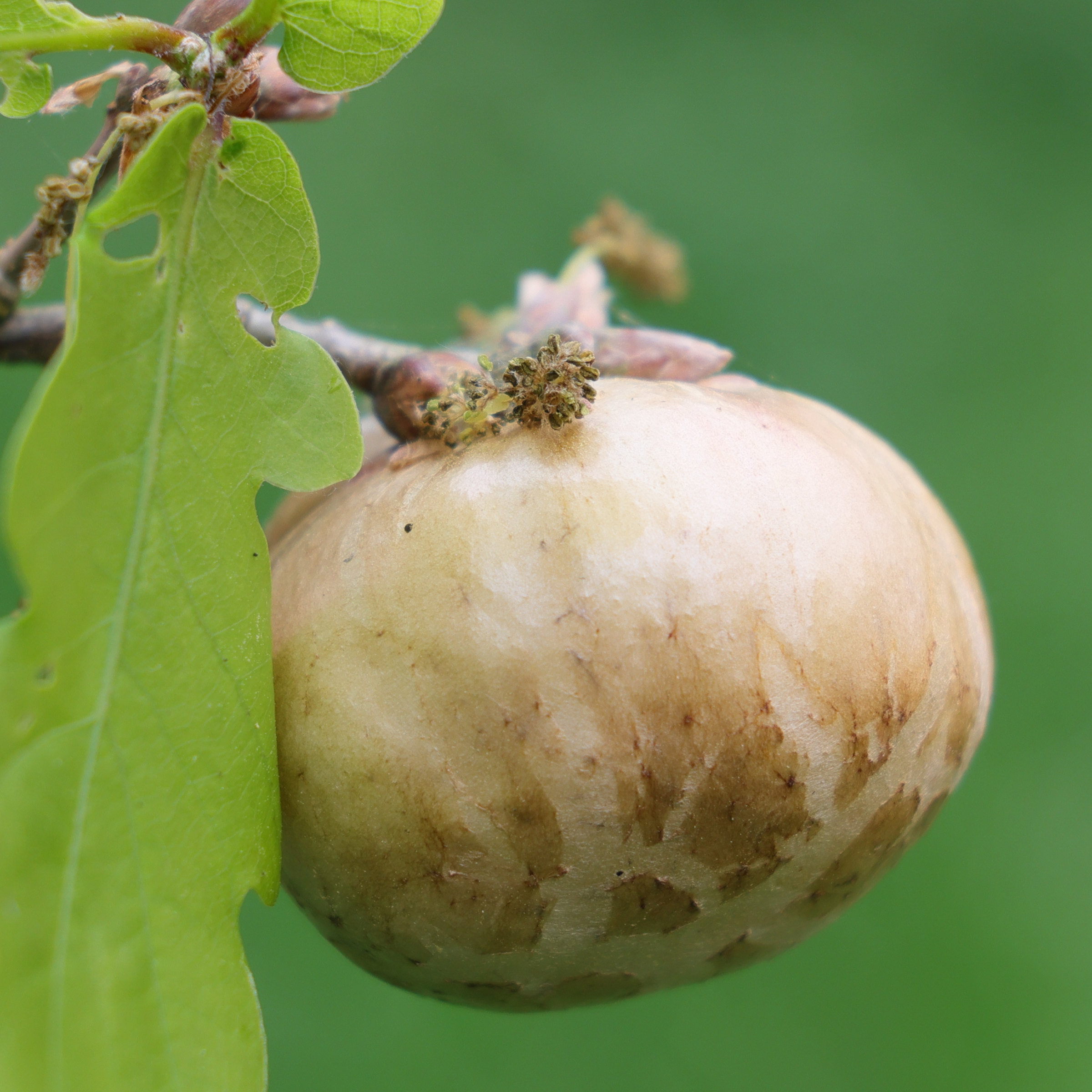 biorhiza_pallida_galle7md