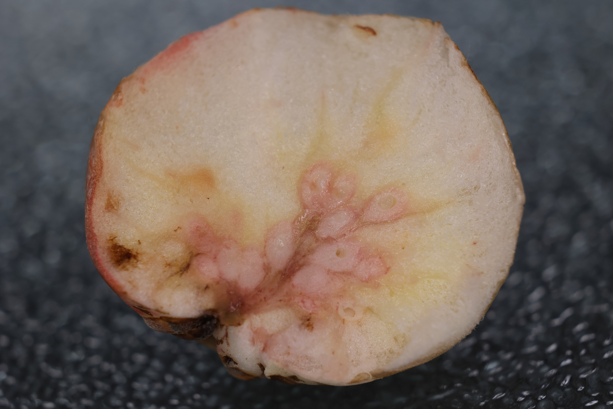 biorhiza_pallida_galle8md