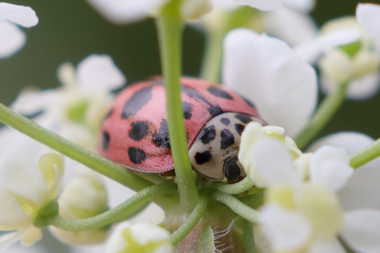 oenopia_conglobata2md