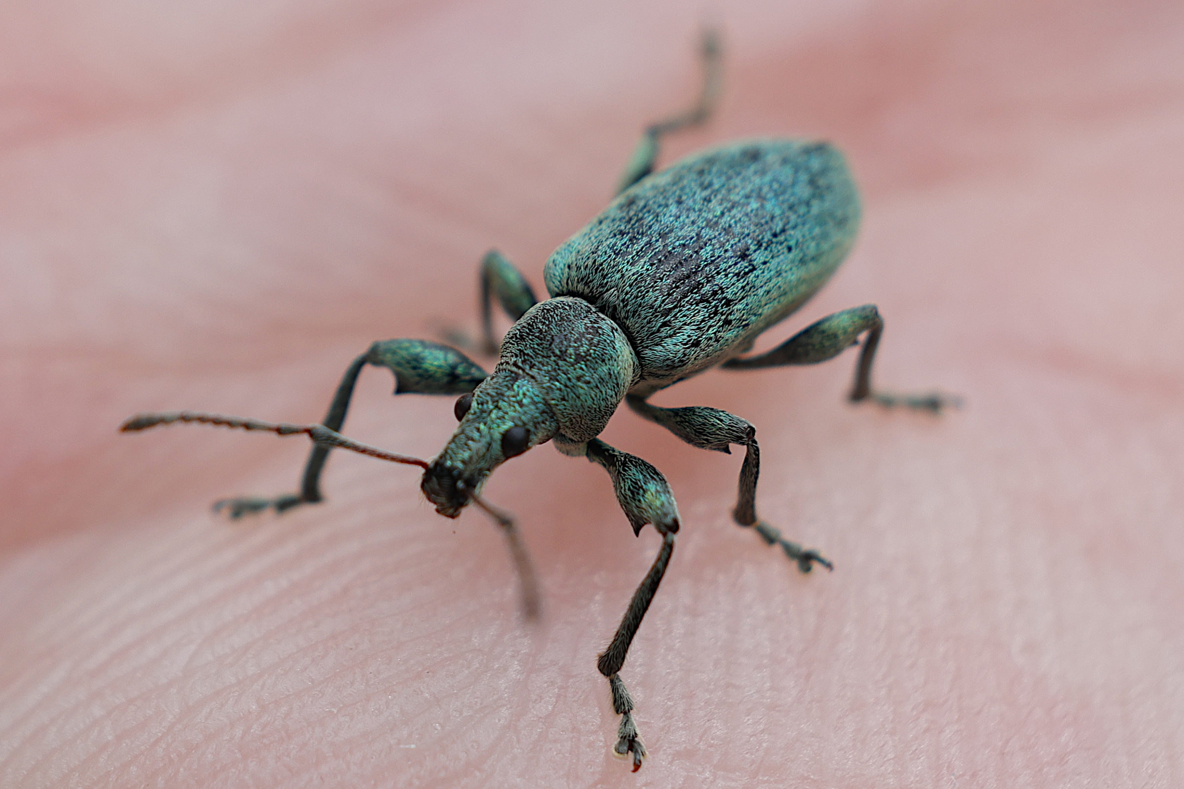 Afficher le média phyllobius_pomaceus9md phyllobius_pomaceus9md