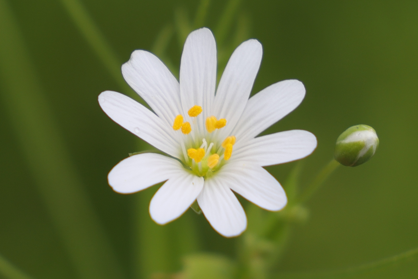 Afficher le média rabelera_holostea5md rabelera_holostea5md