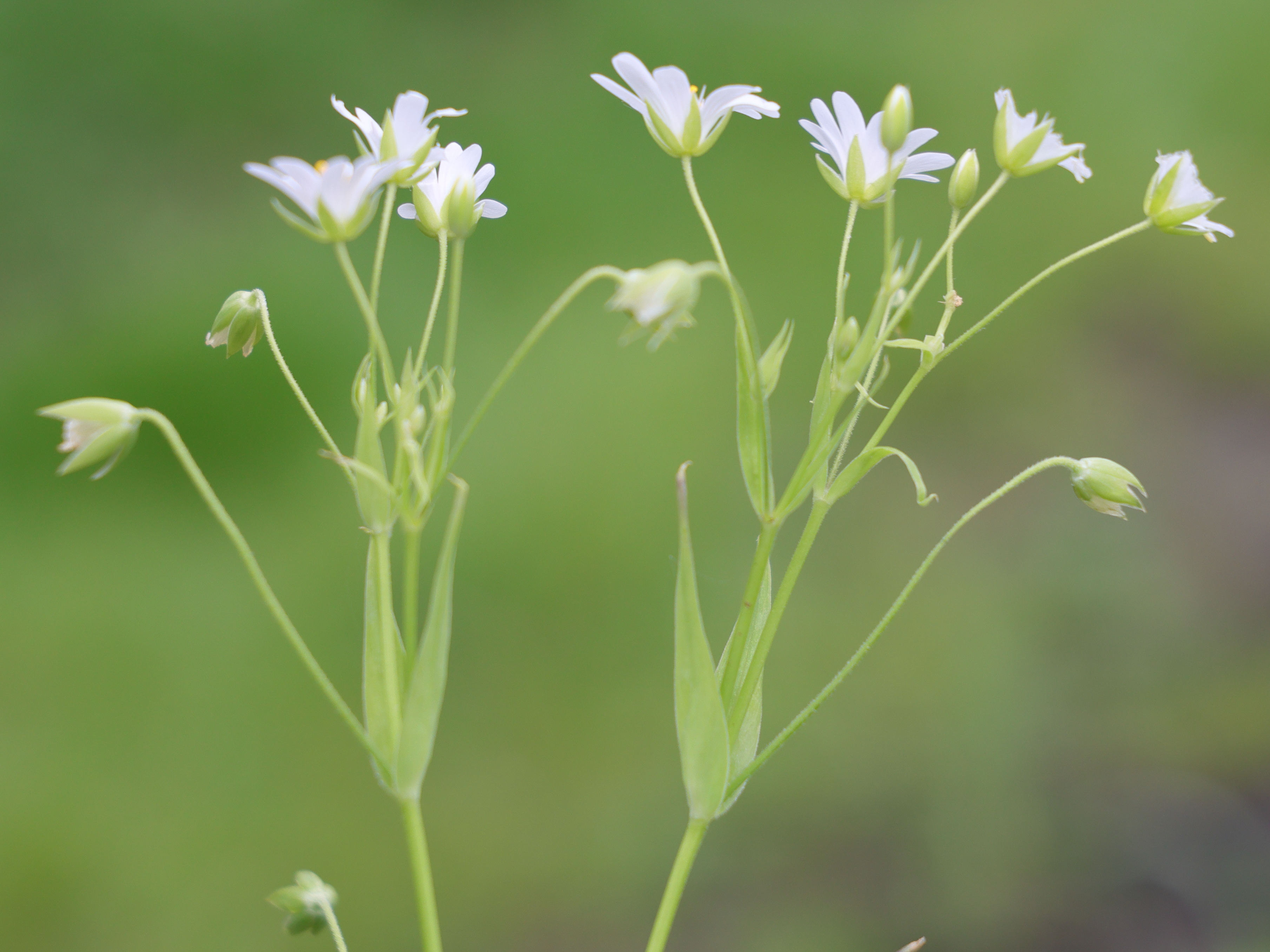 Afficher le média rabelera_holostea6md rabelera_holostea6md
