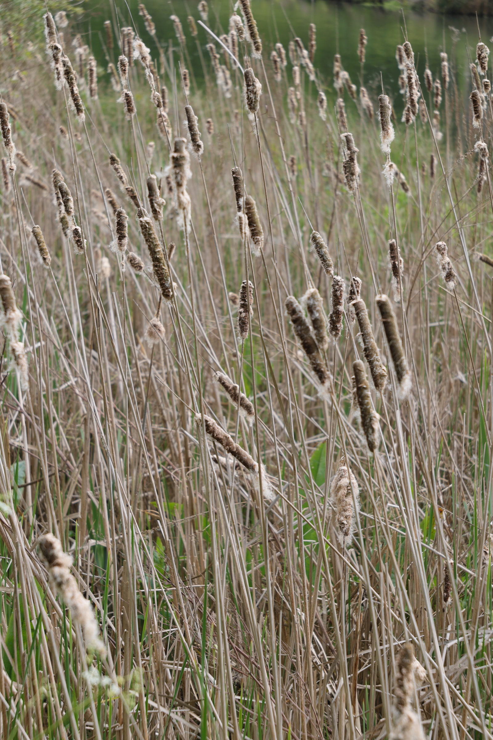 Afficher le média typha_latifolia7md typha_latifolia7md