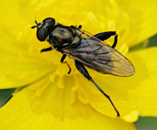 chalcosyrphus_nemorum2md